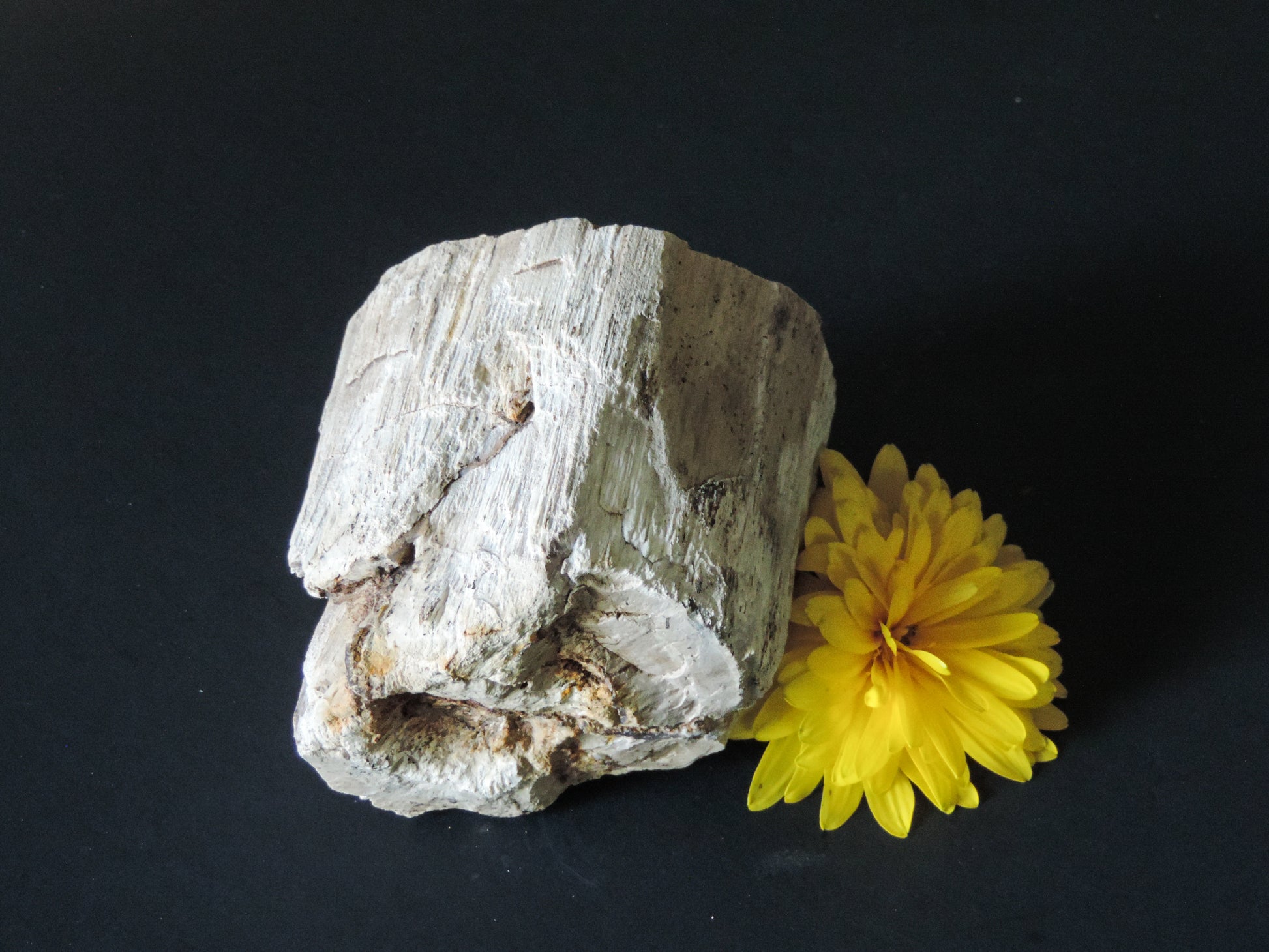 Created millions of years ago, petrified and agatized wood is found around the globe in numerous locations.  The stones’ distinctive appearance is determined by different conditions that include the tree species that was buried, the location and type of geological event that buried the trees,