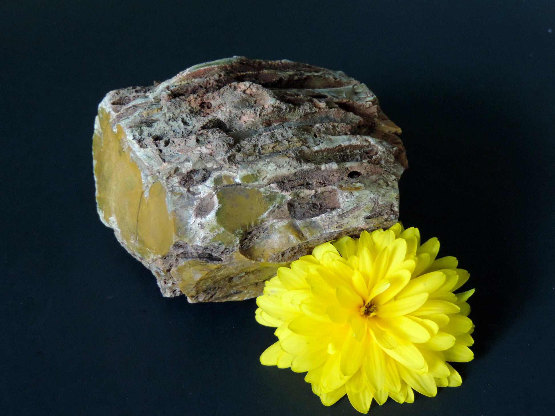 Along with the sheer wonder and beauty, petrified wood has been used in ancient and present day civilizations for stabilizing the body’s defenses, promoting balance and calmness and allowing the body to heal in a relaxed, de-stressed environment.