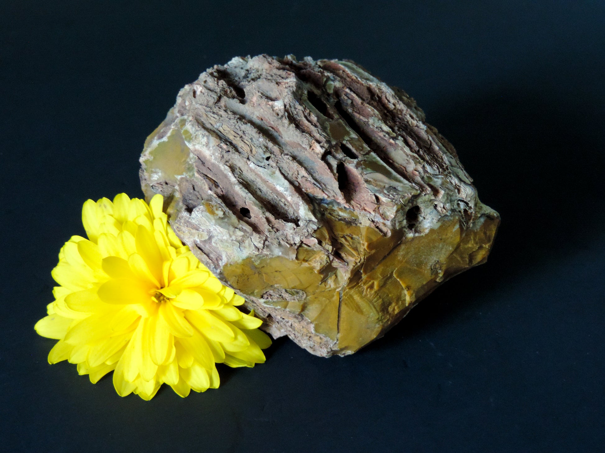Petrified wood encourages gentle openness to personal transformations as well as being a pleasant reminder to embrace change and/or transformation.