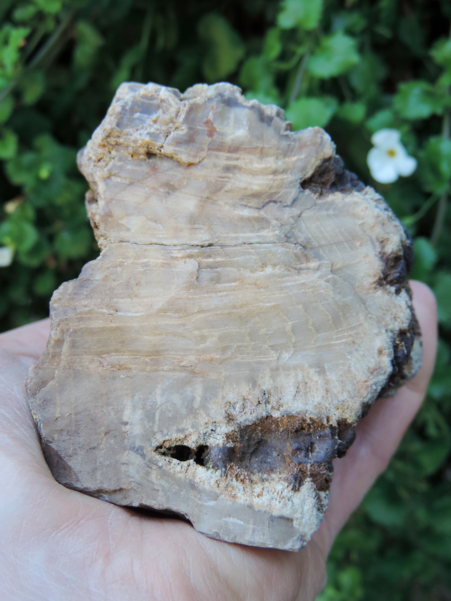 Agatized Wood, Petrified Wood, Mineral Specimens, Rock Specimens, Lapidary Stones, Lapidary Material, Alter Stones, Stones for Decorating, Decorative Stones, Semi-precious Stones, Semi-precious Gemstones, Rock Collector Specimens, Opalized Wood, Natural Stones, Grounding Stones, Transformational Stones, Protective Stones, Centering Stones