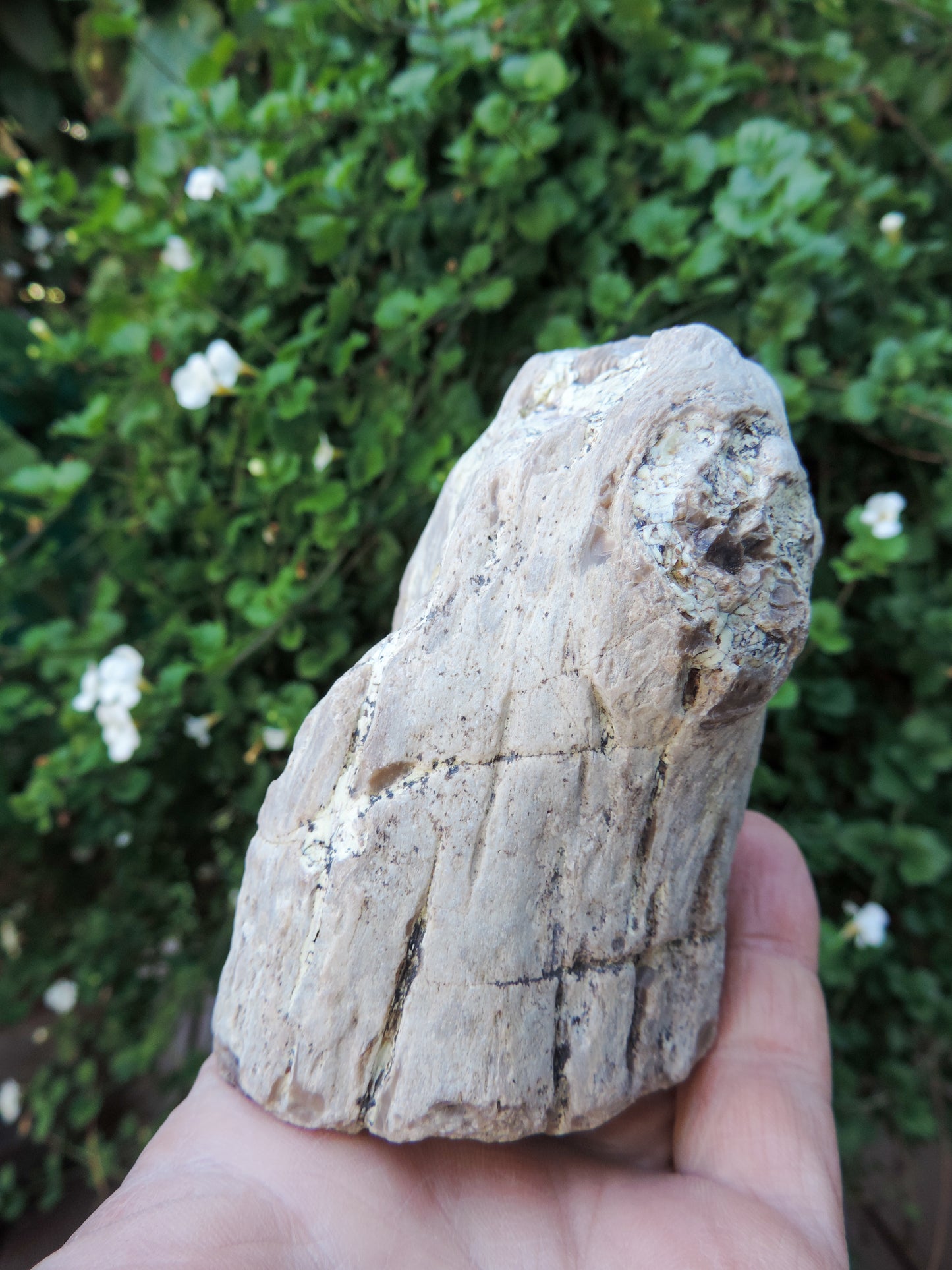 Agatized Wood, Petrified Wood, Mineral Specimens, Rock Specimens, Lapidary Stones, Lapidary Material, Alter Stones, Stones for Decorating, Decorative Stones, Semi-precious Stones, Semi-precious Gemstones, Rock Collector Specimens, Opalized Wood, Natural Stones, Grounding Stones, Transformational Stones, Protective Stones, Centering Stones