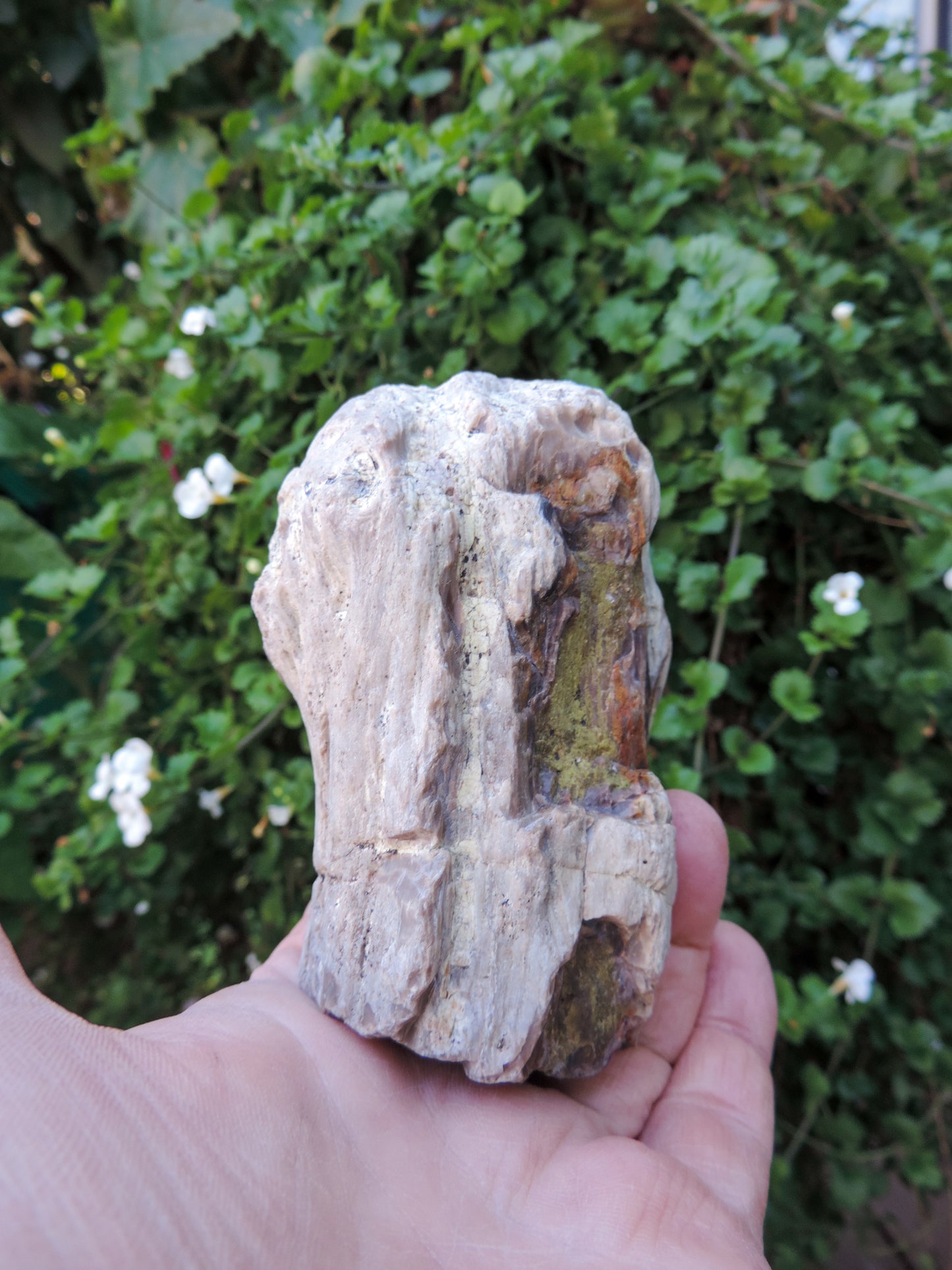 Agatized Wood, Petrified Wood, Mineral Specimens, Rock Specimens, Lapidary Stones, Lapidary Material, Alter Stones, Stones for Decorating, Decorative Stones, Semi-precious Stones, Semi-precious Gemstones, Rock Collector Specimens, Opalized Wood, Natural Stones, Grounding Stones, Transformational Stones, Protective Stones, Centering Stones