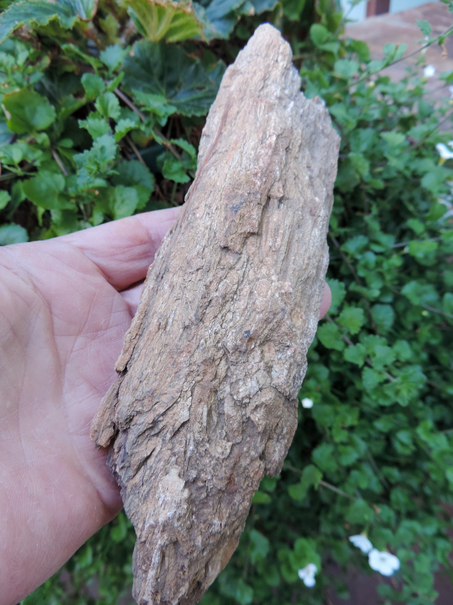 Agatized Wood, Petrified Wood, Mineral Specimens, Rock Specimens, Lapidary Stones, Lapidary Material, Alter Stones, Stones for Decorating, Decorative Stones, Semi-precious Stones, Semi-precious Gemstones, Rock Collector Specimens, Opalized Wood, Natural Stones, Grounding Stones, Transformational Stones, Protective Stones, Centering Stones