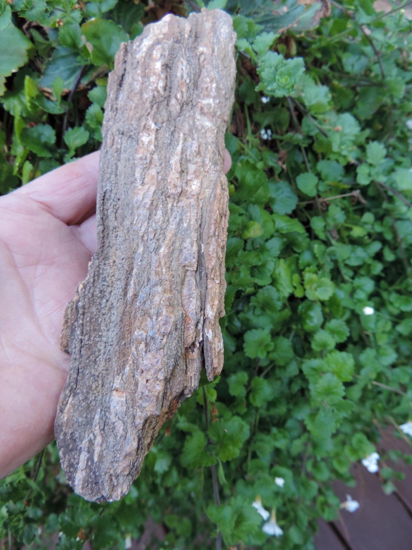 Created millions of years ago, petrified and agatized wood is found around the globe in numerous locations. The stones’ distinctive appearance is determined by different conditions that include the tree species that was buried, the location and type of geological event that buried the trees,