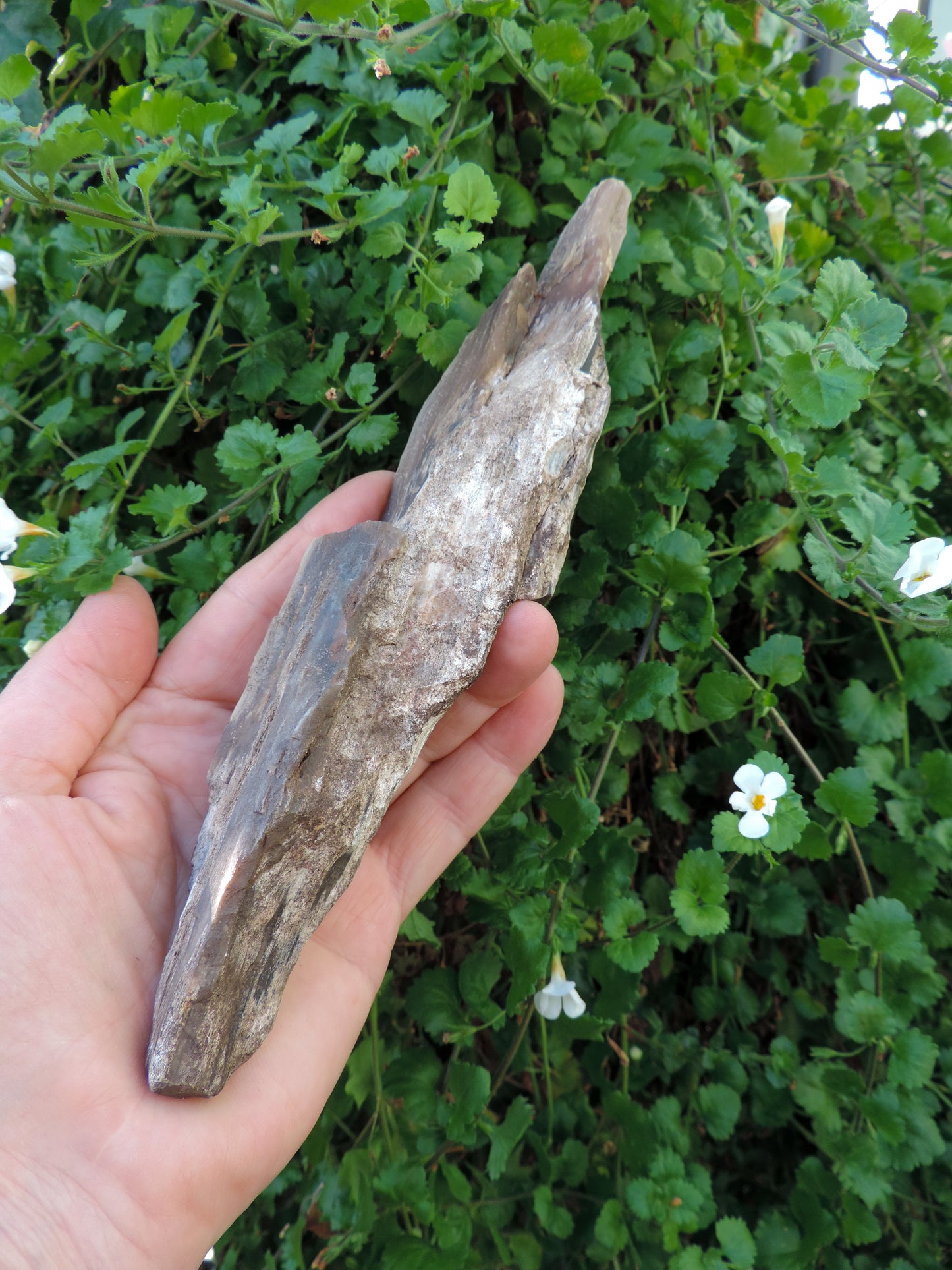 Agatized Wood, Petrified Wood, Mineral Specimens, Rock Specimens, Lapidary Stones, Lapidary Material, Alter Stones, Stones for Decorating, Decorative Stones, Semi-precious Stones, Semi-precious Gemstones, Rock Collector Specimens, Opalized Wood, Natural Stones, Grounding Stones, Transformational Stones, Protective Stones, Centering Stones