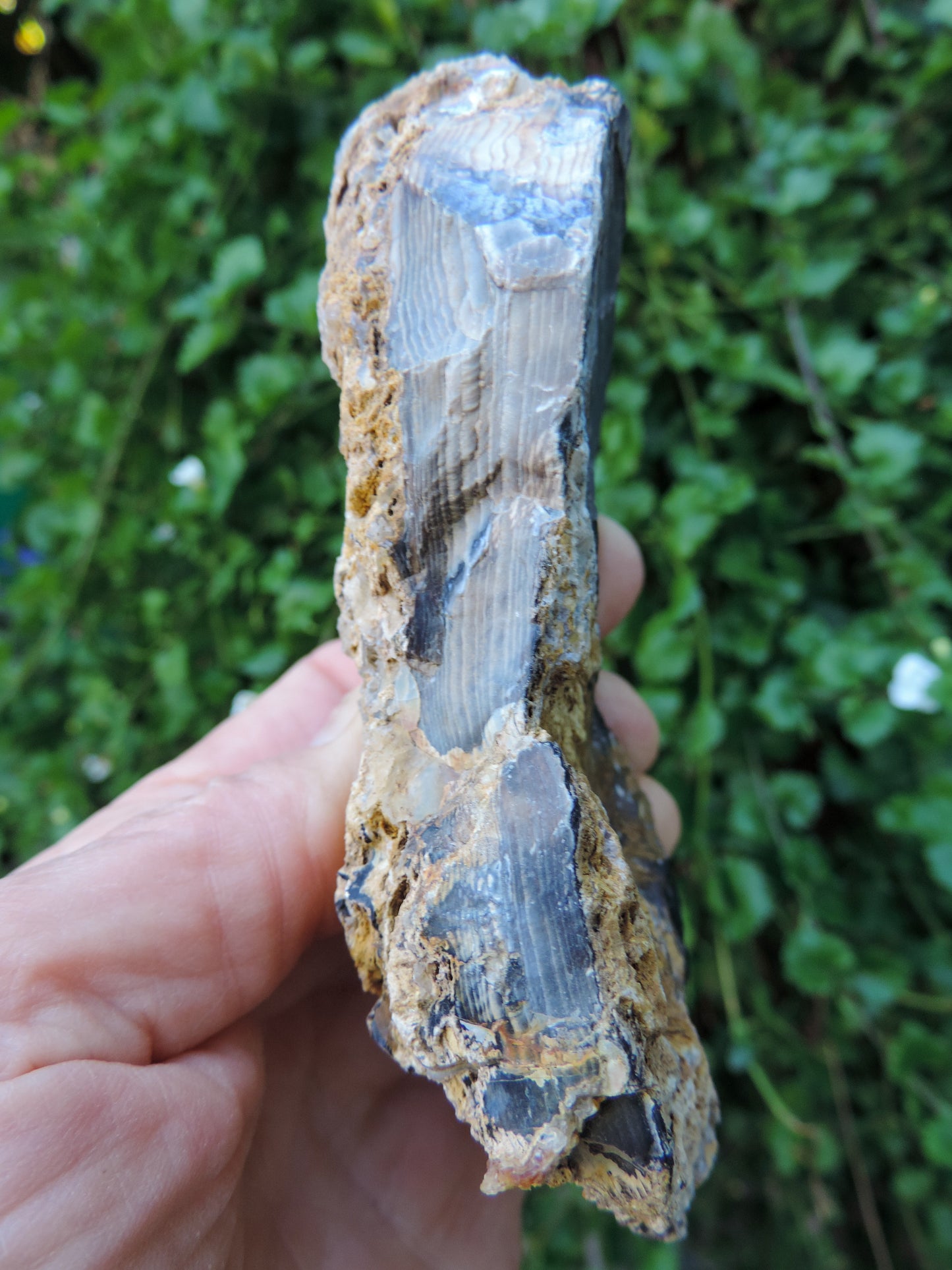 Agatized Wood, Petrified Wood, Mineral Specimens, Rock Specimens, Lapidary Stones, Lapidary Material, Alter Stones, Stones for Decorating, Decorative Stones, Semi-precious Stones, Semi-precious Gemstones, Rock Collector Specimens, Opalized Wood, Natural Stones, Grounding Stones, Transformational Stones, Protective Stones, Centering Stones