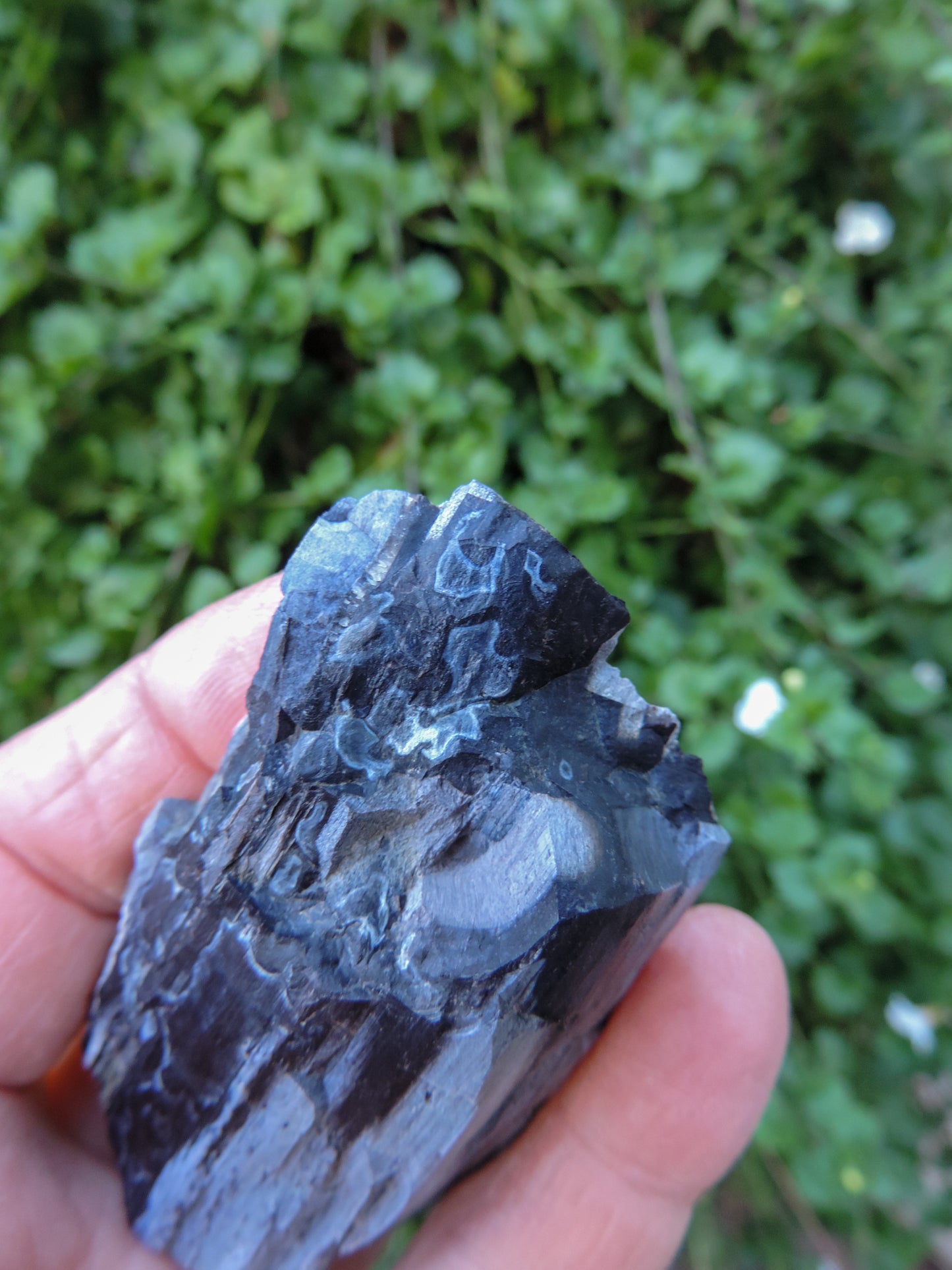 Created millions of years ago, petrified and agatized wood is found around the globe in numerous locations. The stones’ distinctive appearance is determined by different conditions that include the tree species that was buried, the location and type of geological event that buried the trees,