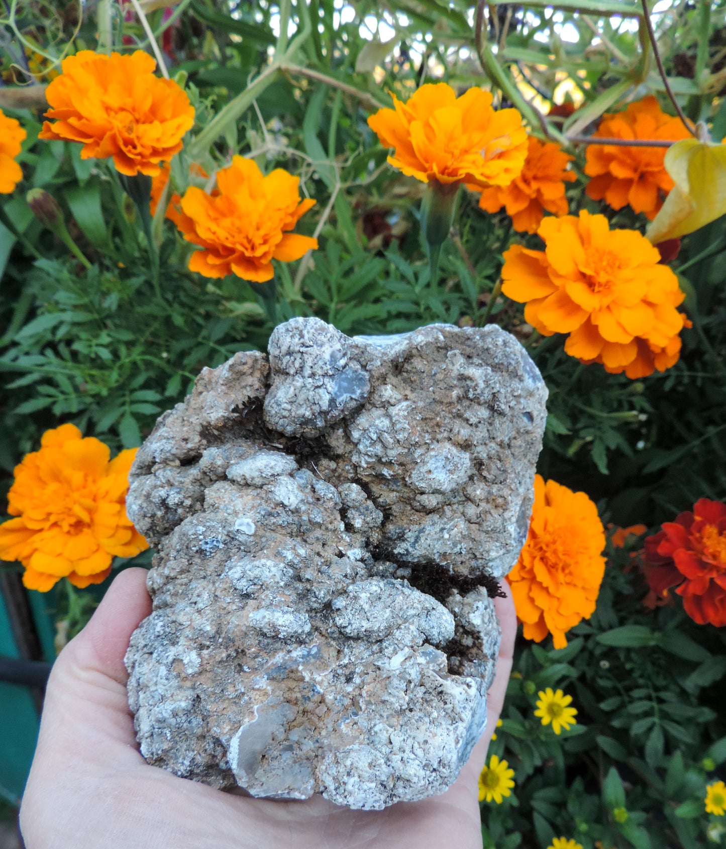 Agate Specimens, Blue Agate Specimens, Madison Blue Agate, Blue Agate, Blue Chalcedony, Rock Specimens, Lapidary Stones, Lapidary Material, Alter Stones, Stones for Decorating, Decorative Stones, Semi-precious Stones, Semi-precious Gemstones, Rock Collector Specimens, Natural Stones, Grounding Stones, Transformational Stones, Calming Stones, Centering Stones, Rare Stone