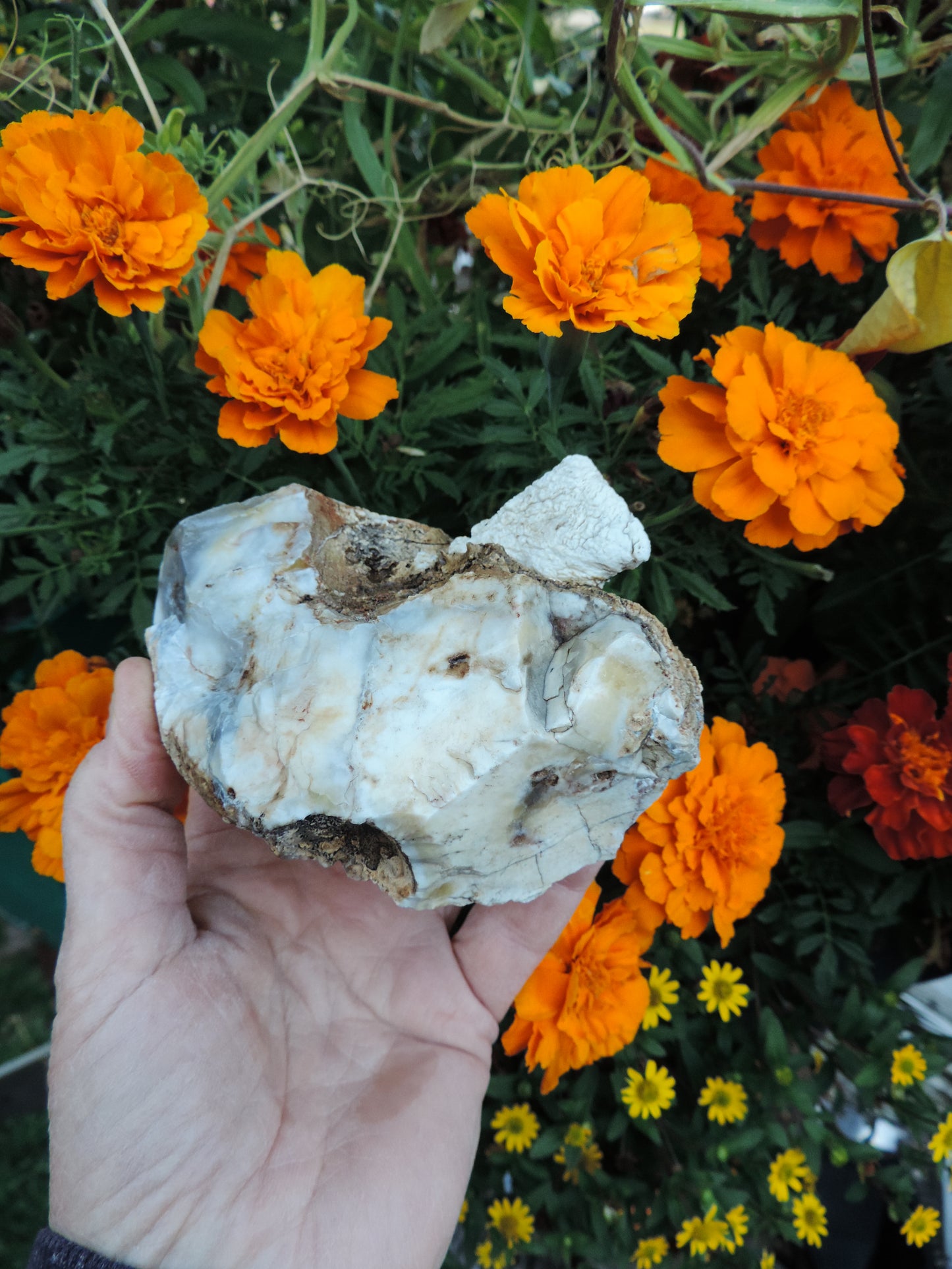 Agate Specimens, Blue Agate Specimens, Madison Blue Agate, Blue Agate, Blue Chalcedony, Rock Specimens, Lapidary Stones, Lapidary Material, Alter Stones, Stones for Decorating, Decorative Stones, Semi-precious Stones, Semi-precious Gemstones, Rock Collector Specimens, Natural Stones, Grounding Stones, Transformational Stones, Calming Stones, Centering Stones, Rare Stone