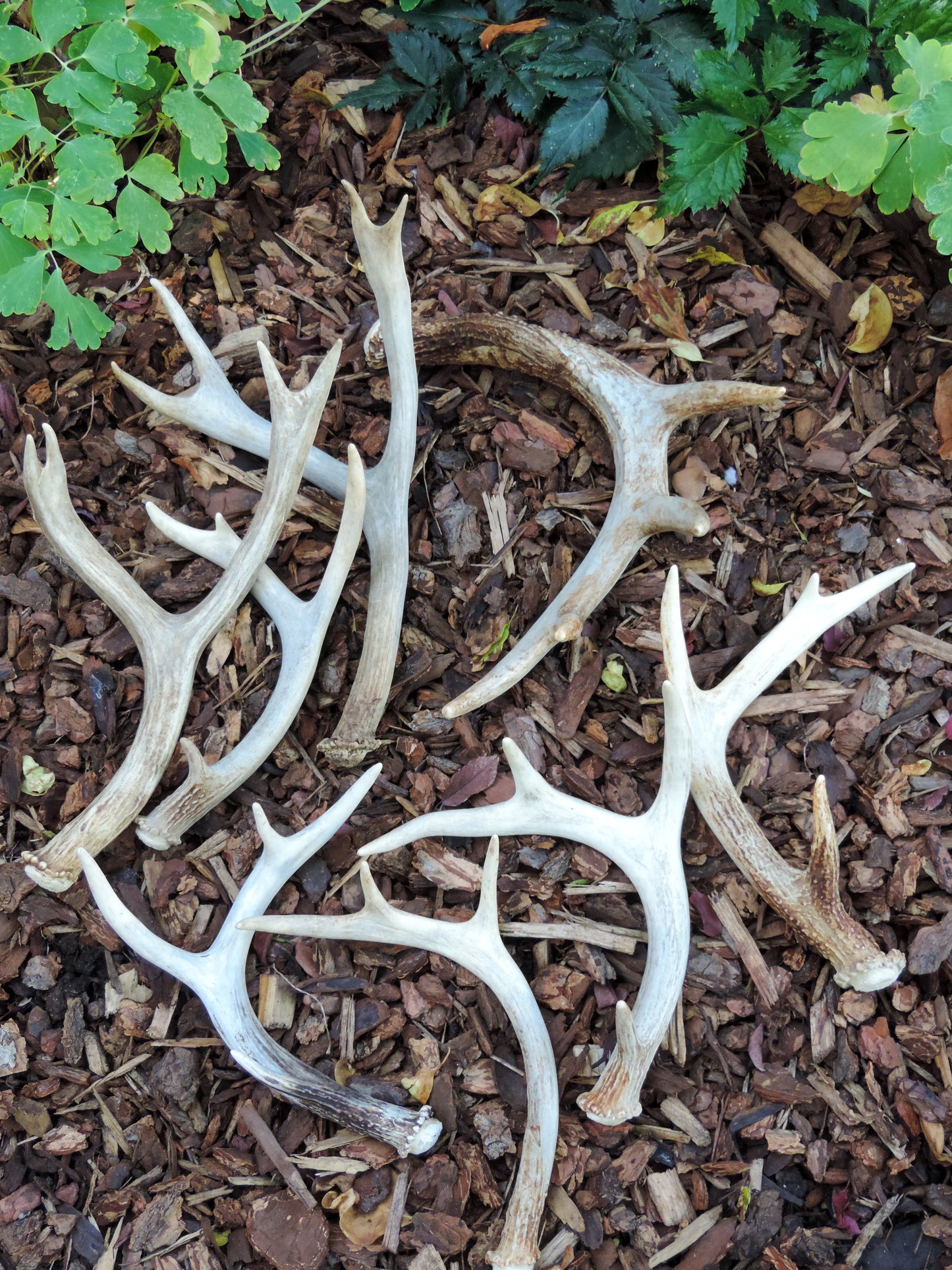 Deer antlers,  decorating,  rituals,  metaphysical,  gifts