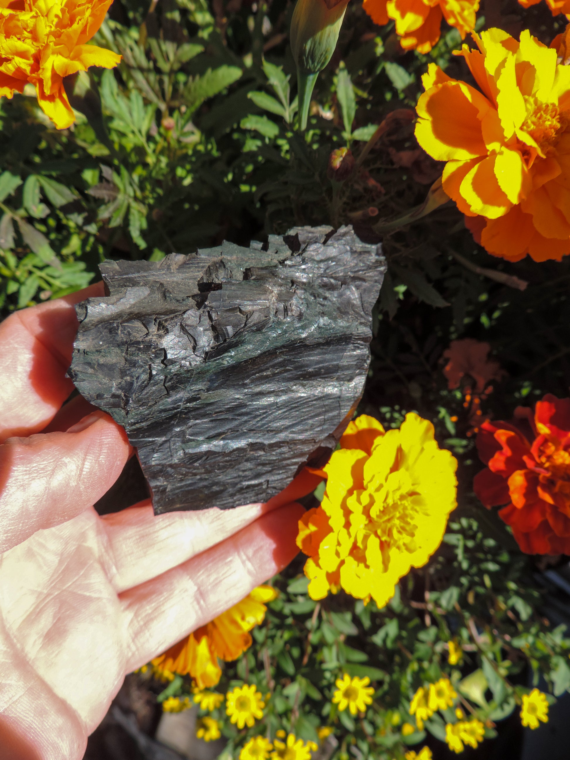 Created millions of years ago, petrified and agatized wood is found around the globe in numerous locations.  The stones’ distinctive appearance is determined by different conditions that include the tree species that was buried, the location and type of geological event that buried the trees,