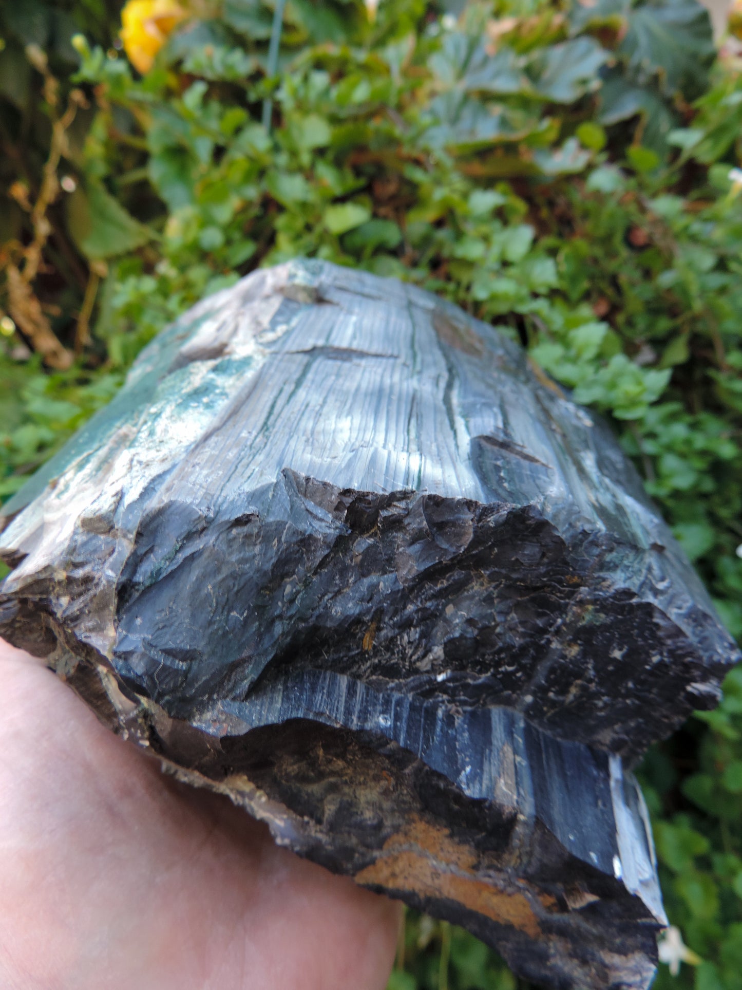 Created millions of years ago, petrified and agatized wood is found around the globe in numerous locations. The stones’ distinctive appearance is determined by different conditions that include the tree species that was buried, the location and type of geological event that buried the trees,