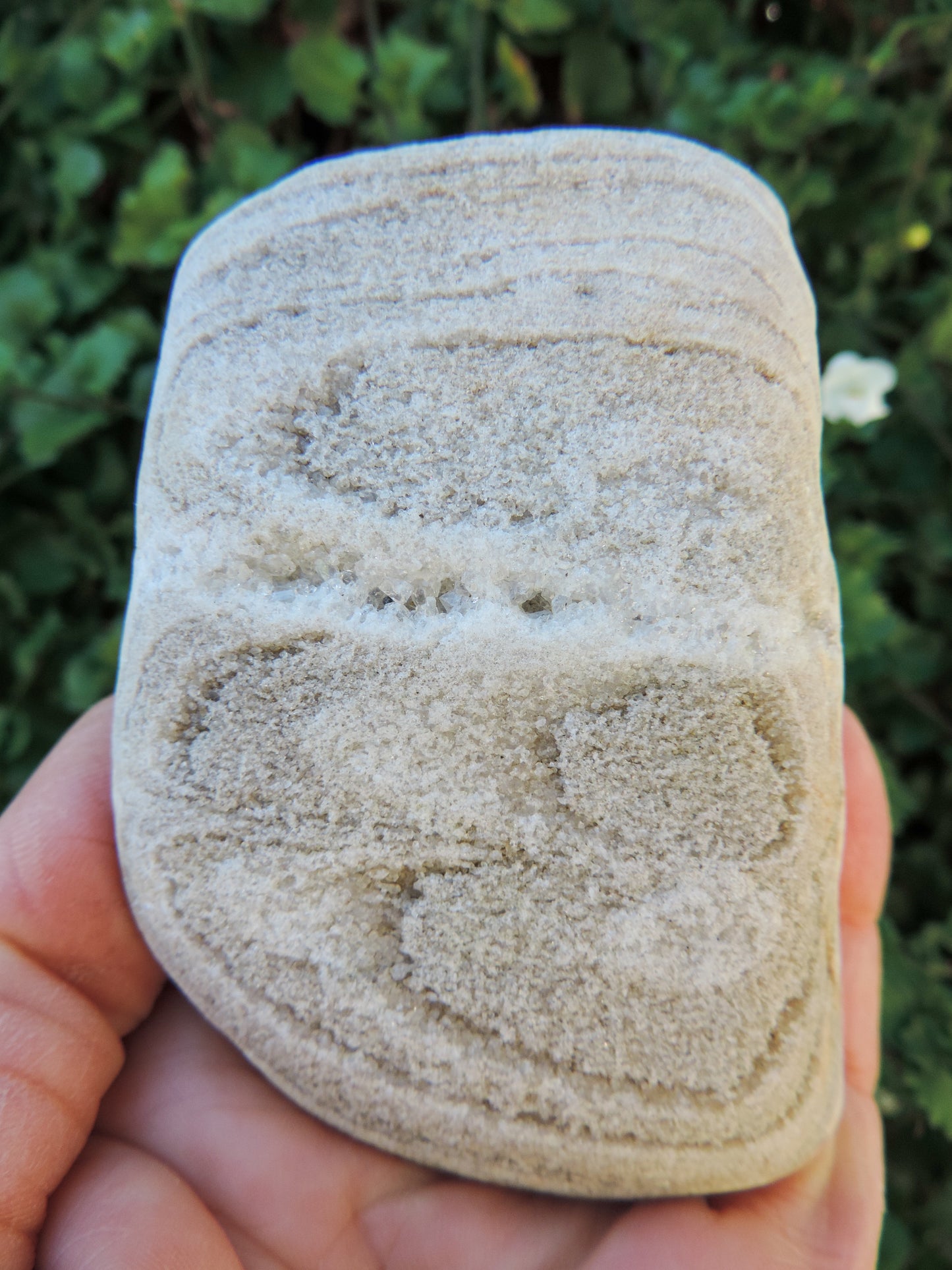 Created millions of years ago, petrified and agatized wood is found around the globe in numerous locations. The stones’ distinctive appearance is determined by different conditions that include the tree species that was buried, the location and type of geological event that buried the trees