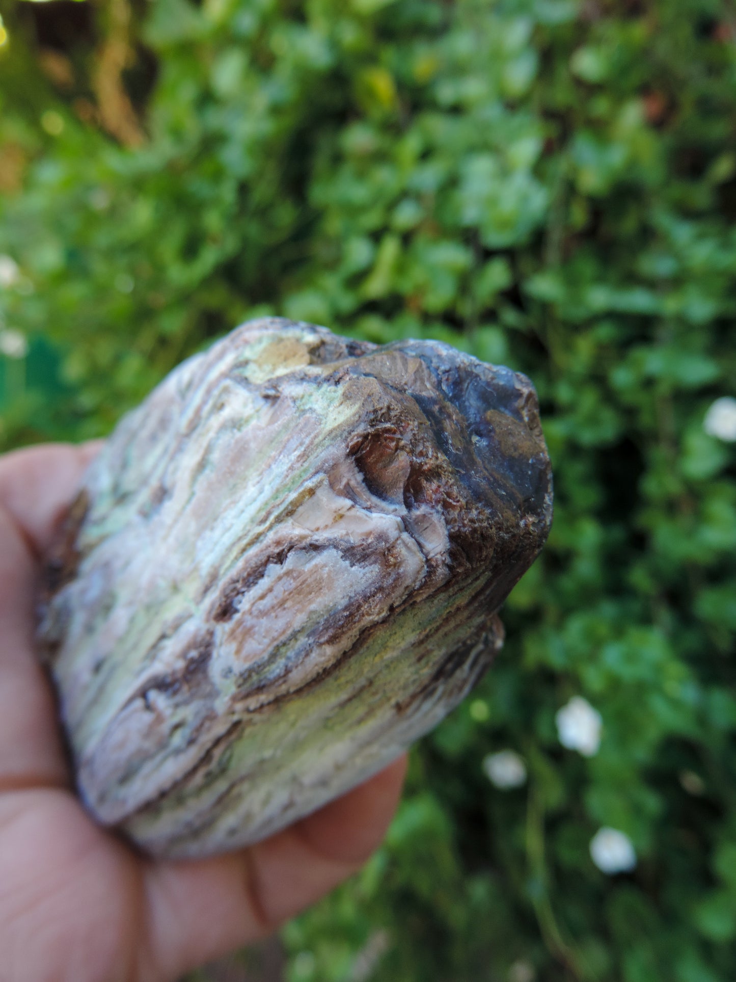 Along with the sheer wonder and beauty, petrified wood has been used in ancient and present day civilizations for stabilizing the body’s defenses, promoting balance and calmness and allowing the body to heal in a relaxed, de-stressed environment.