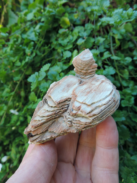 Along with the sheer wonder and beauty, petrified wood has been used in ancient and present day civilizations for stabilizing the body’s defenses, promoting balance and calmness and allowing the body to heal in a relaxed, de-stressed environment.