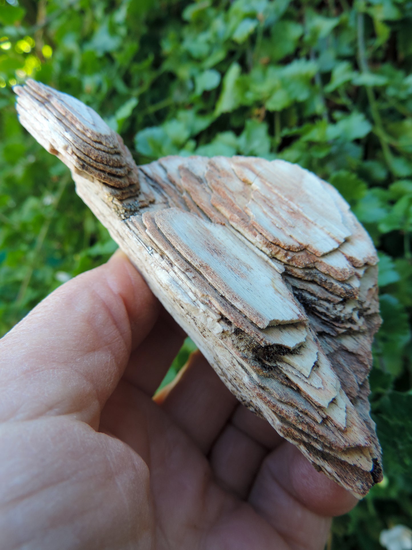 Created millions of years ago, petrified and agatized wood is found around the globe in numerous locations.  The stones’ distinctive appearance is determined by different conditions that include the tree species that was buried, the location and type of geological event that buried the trees, and the minerals present in the silica that ultimately replaced the woods organic composition.