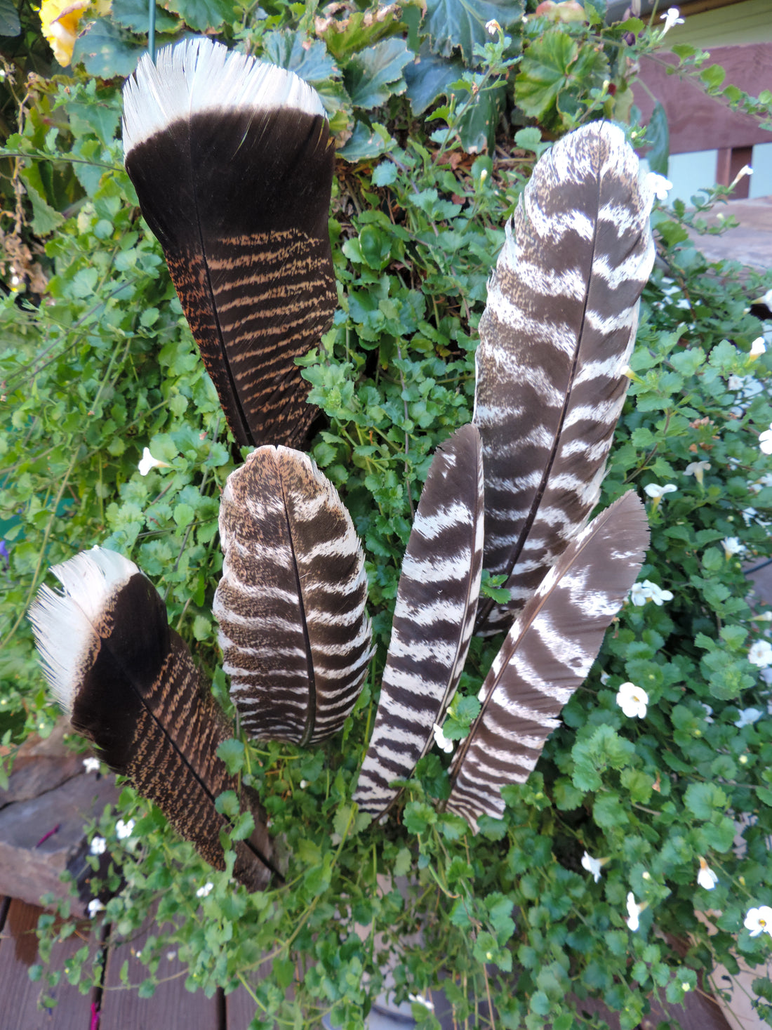 Turkey feathers 