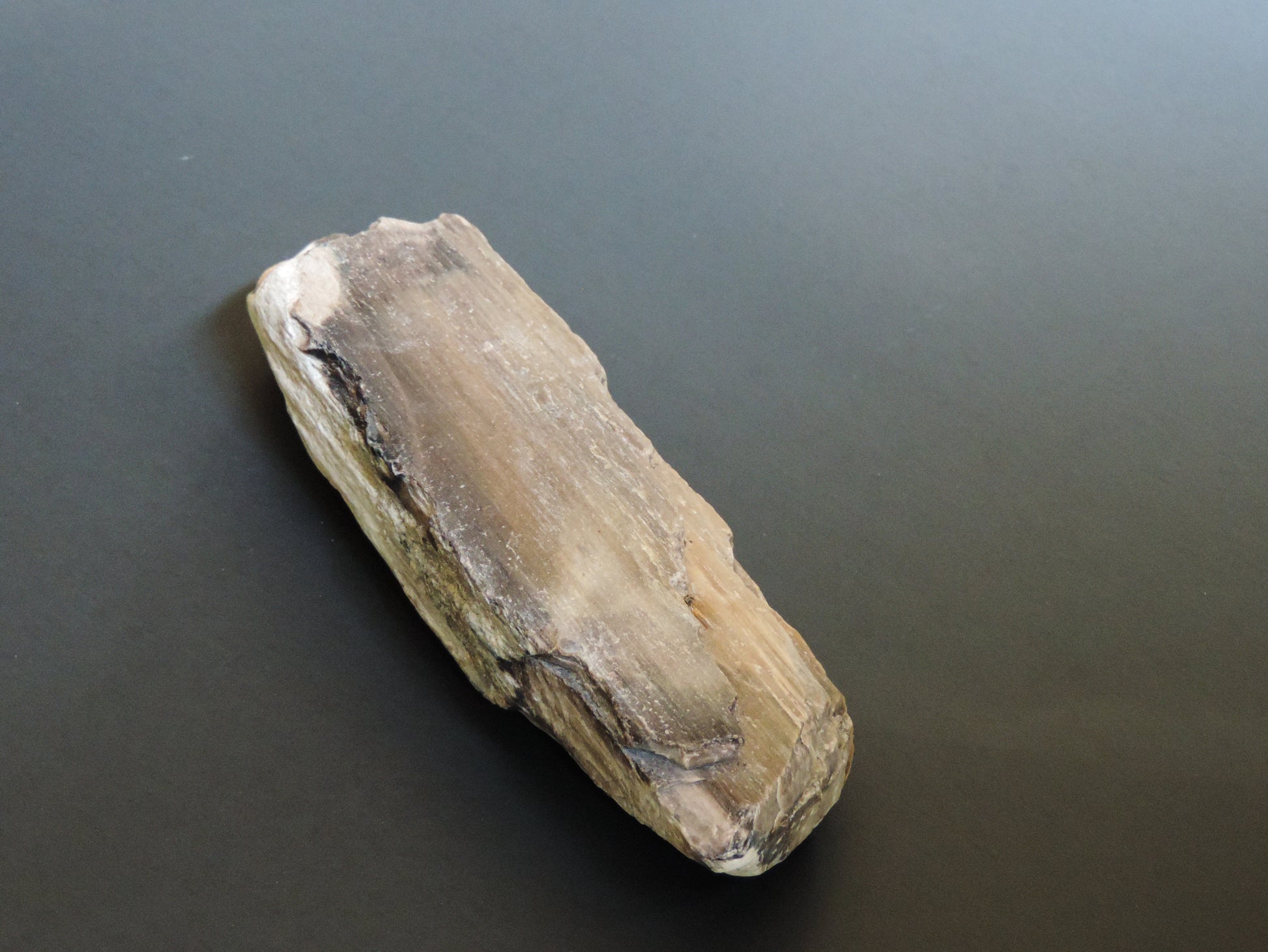 Created millions of years ago, petrified and agatized wood is found around the globe in numerous locations.  The stones’ distinctive appearance is determined by different conditions that include the tree species that was buried, the location and type of geological event that buried the trees