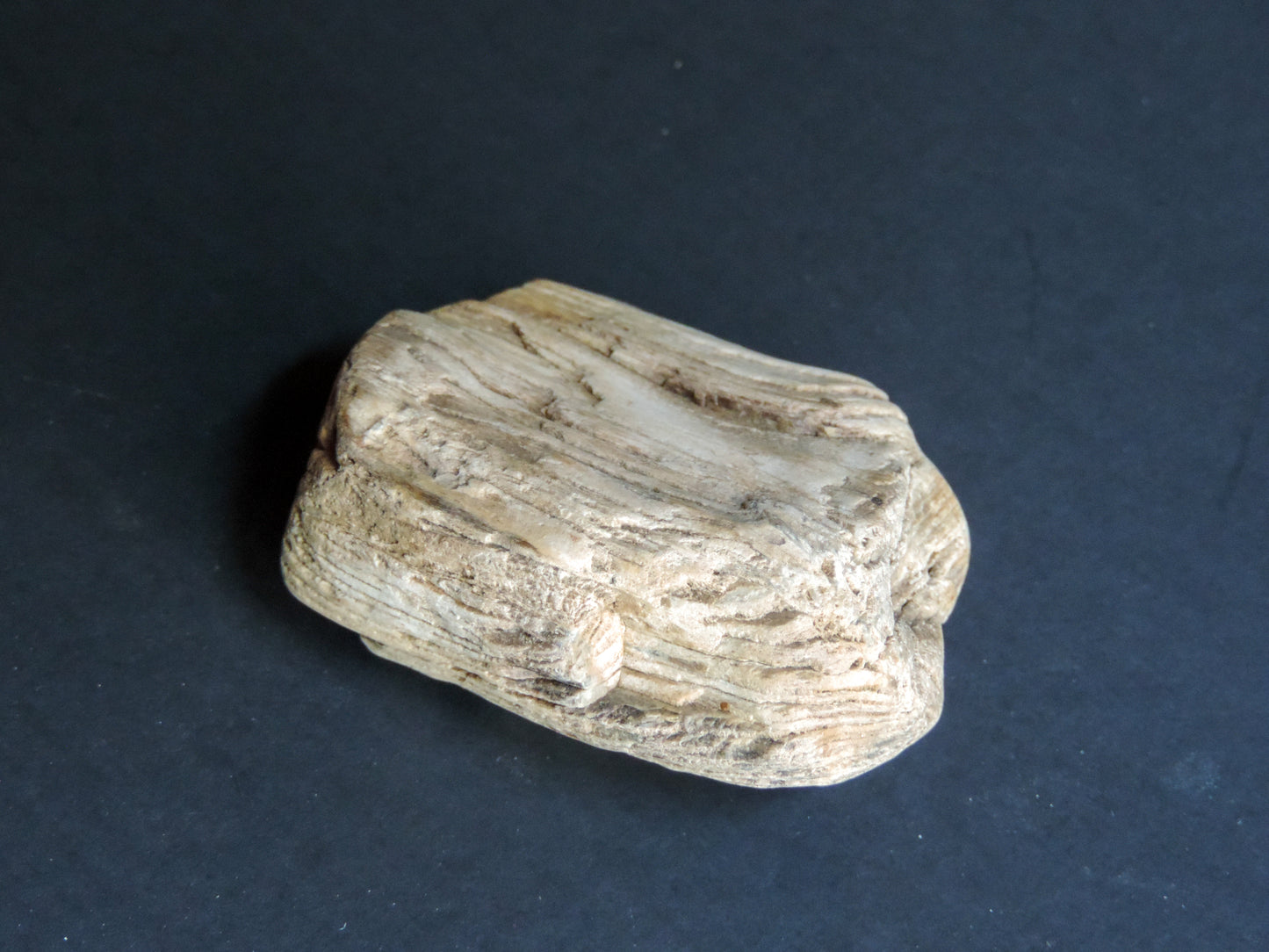 Created millions of years ago, petrified and agatized wood is found around the globe in numerous locations.  The stones’ distinctive appearance is determined by different conditions that include the tree species that was buried, the location and type of geological event that buried the trees,