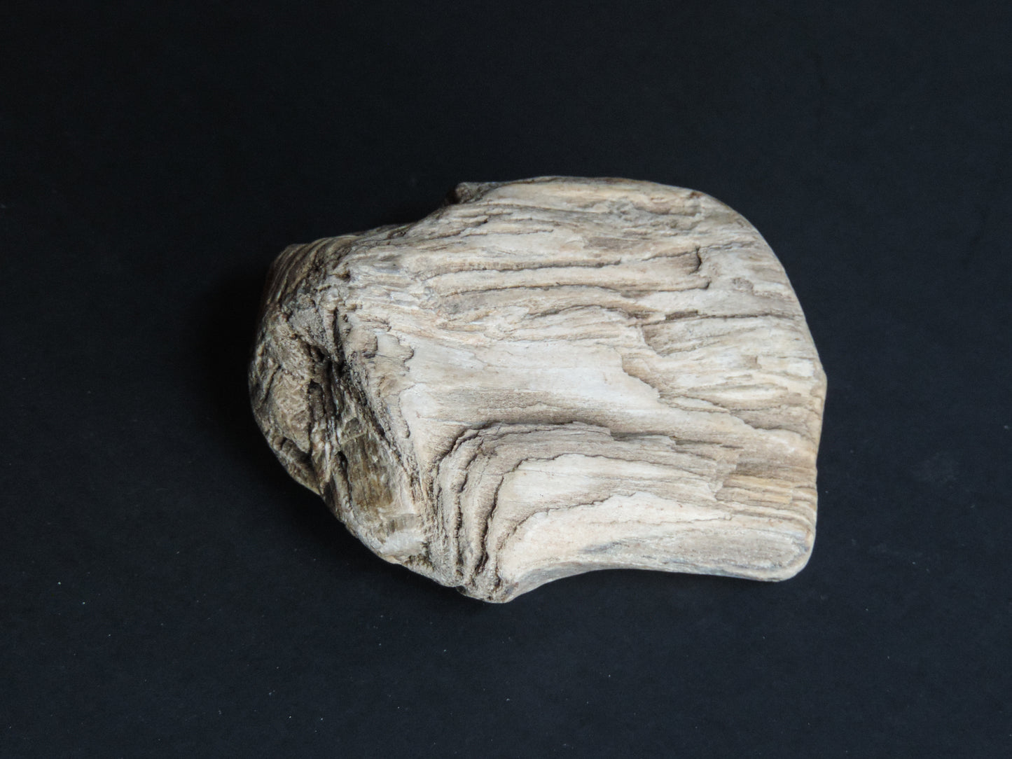 Petrified wood encourages gentle openness to personal transformations as well as being a pleasant reminder to embrace change and/or transformation.