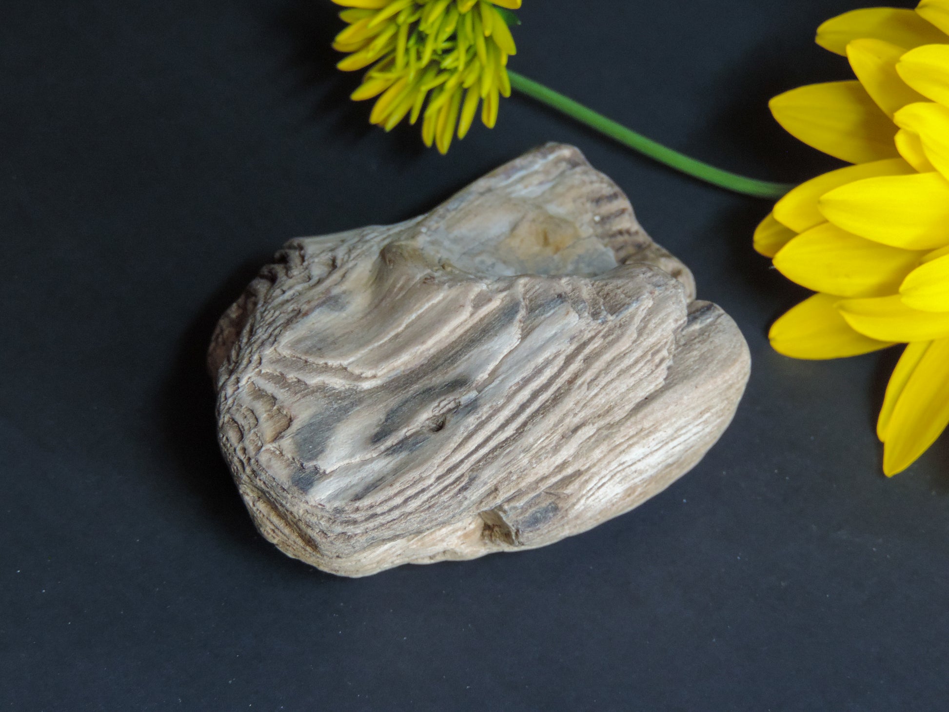 Brought to you from the mountains of Montana, this treasured specimen represents amazing geological transformations and the wondrous beauty of Mother Earth.