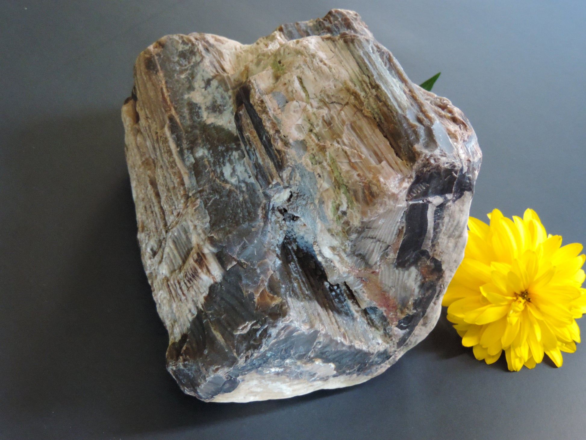 Petrified wood is often viewed as a sacred representation of humankind's connection to the universe because it was once a living object that has gone through a dramatic transformation.