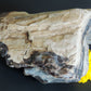 Created millions of years ago, petrified and agatized wood is found around the globe in numerous locations.  The stones’ distinctive appearance is determined by different conditions that include the tree species that was buried, the location and type of geological event that buried the trees,