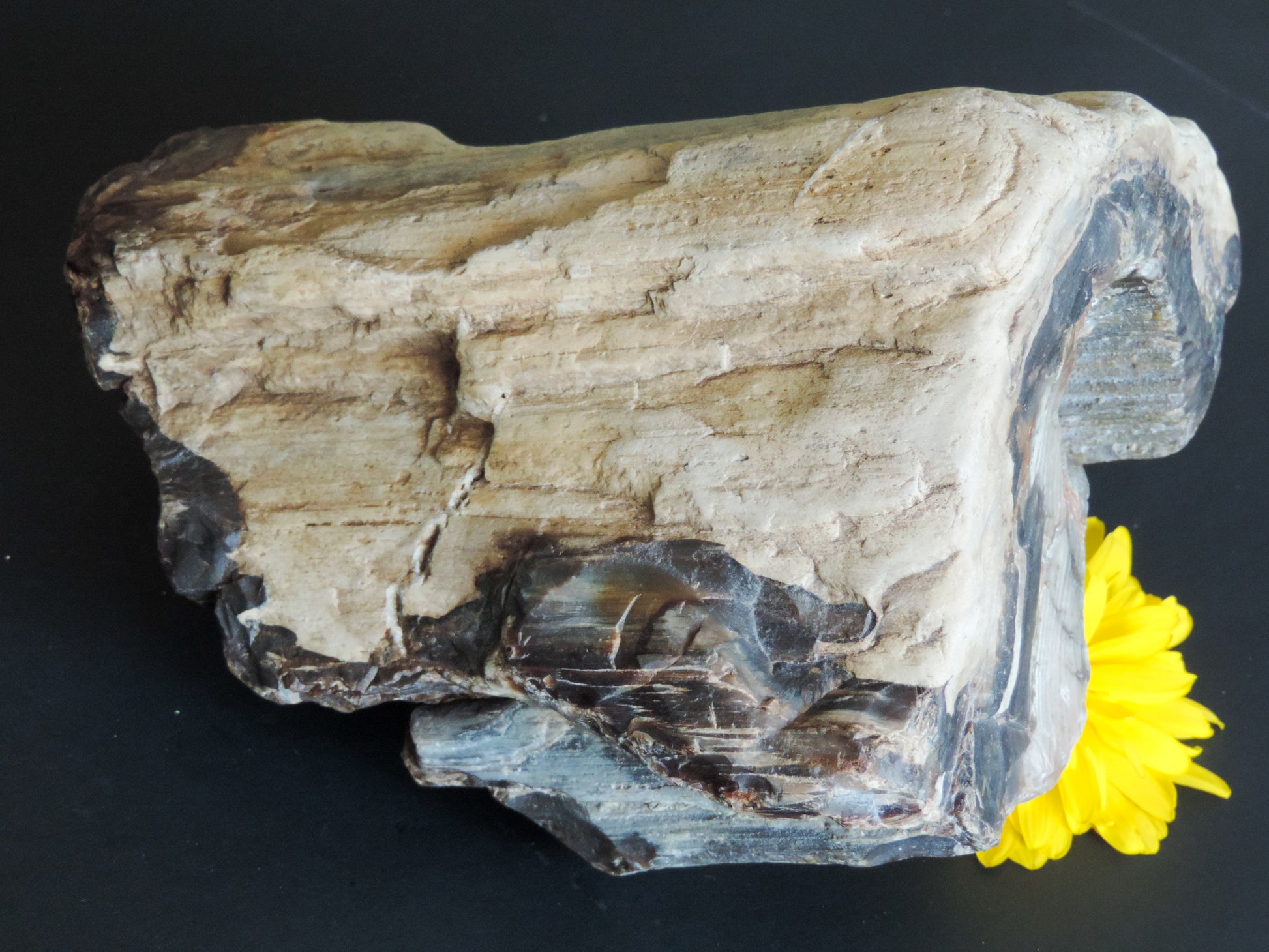 Created millions of years ago, petrified and agatized wood is found around the globe in numerous locations.  The stones’ distinctive appearance is determined by different conditions that include the tree species that was buried, the location and type of geological event that buried the trees,