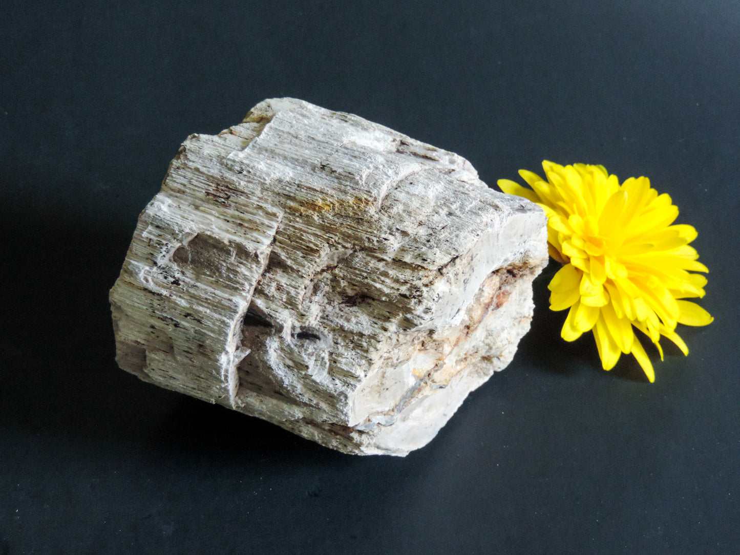 Along with the sheer wonder and beauty, petrified wood has been used in ancient and present day civilizations for stabilizing the body’s defenses, promoting balance and calmness and allowing the body to heal in a relaxed, de-stressed environment. 