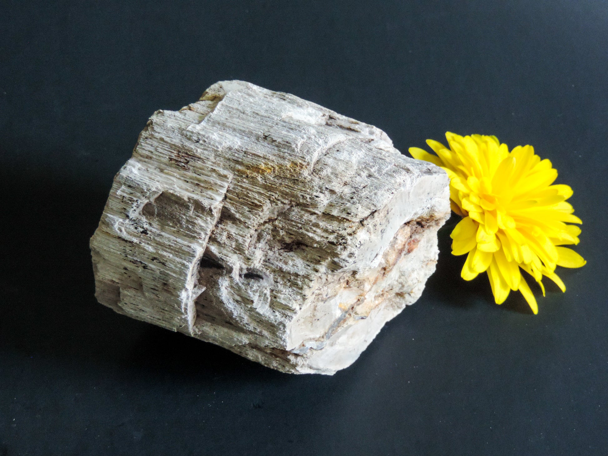 Along with the sheer wonder and beauty, petrified wood has been used in ancient and present day civilizations for stabilizing the body’s defenses, promoting balance and calmness and allowing the body to heal in a relaxed, de-stressed environment. 