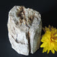 Petrified wood encourages gentle openness to personal transformations as well as being a pleasant reminder to embrace change and/or transformation.