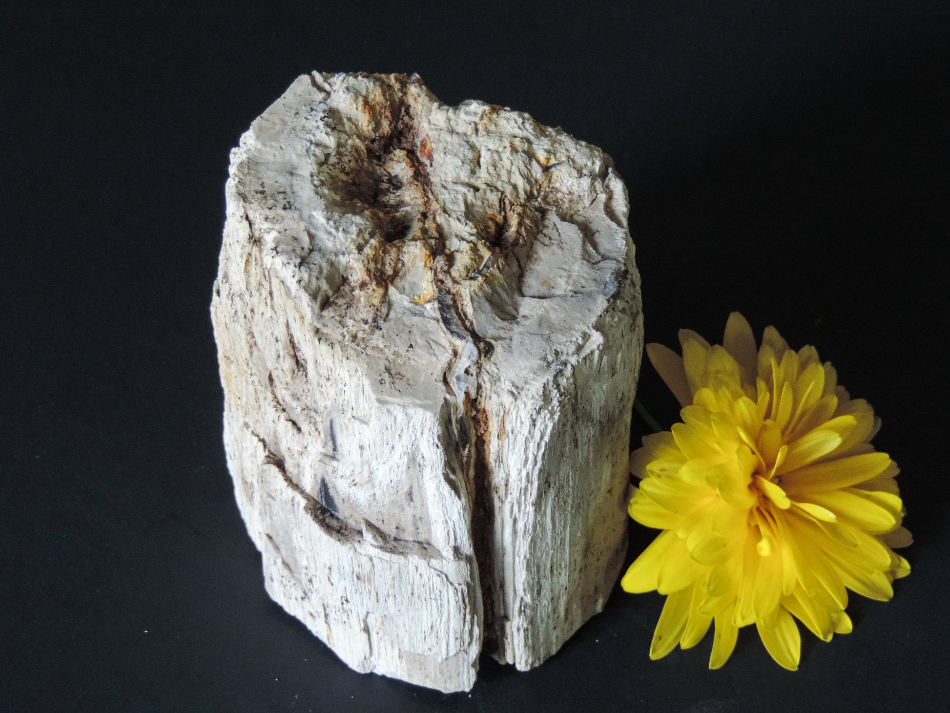 Petrified wood encourages gentle openness to personal transformations as well as being a pleasant reminder to embrace change and/or transformation.