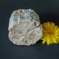 Petrified wood is often viewed as a sacred representation of humankind's connection to the universe because it was once a living object that has gone through a dramatic transformation.