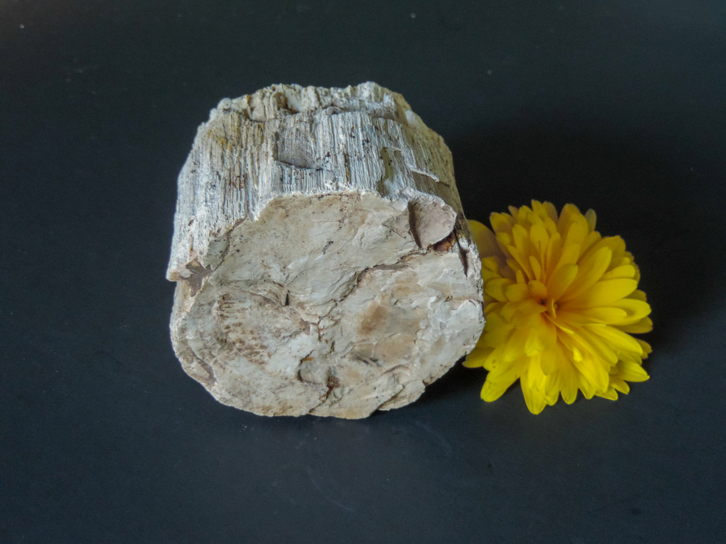 Petrified wood is often viewed as a sacred representation of humankind's connection to the universe because it was once a living object that has gone through a dramatic transformation.