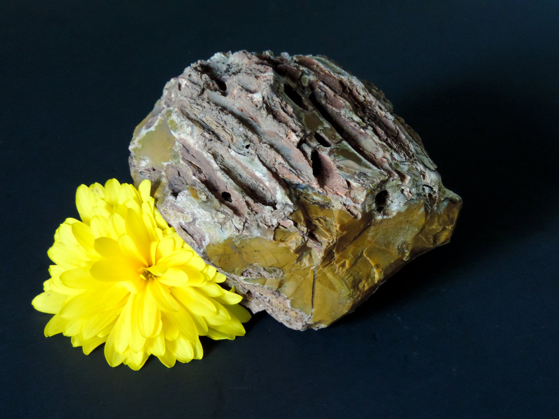 Petrified wood encourages gentle openness to personal transformations as well as being a pleasant reminder to embrace change and/or transformation.