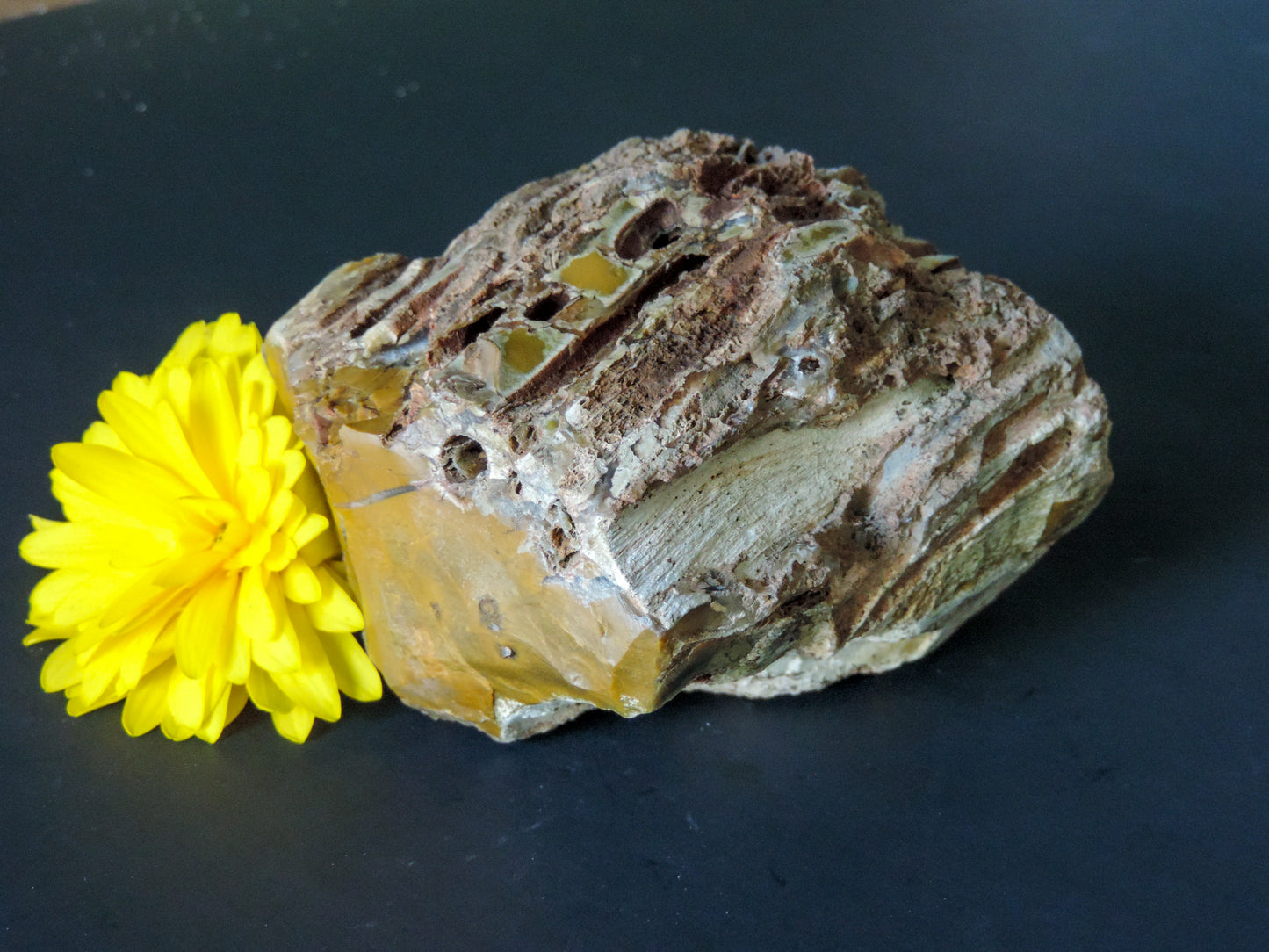 Petrified wood encourages gentle openness to personal transformations as well as being a pleasant reminder to embrace change and/or transformation.