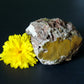 Created millions of years ago, petrified and agatized wood is found around the globe in numerous locations.  The stones’ distinctive appearance is determined by different conditions that include the tree species that was buried, the location and type of geological event that buried the trees,