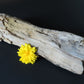 Brought to you from the mountains of Montana, this treasured specimen represents amazing geological transformations and the wondrous beauty of Mother Earth.