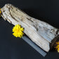 Petrified wood is often viewed as a sacred representation of humankind's connection to the universe because it was once a living object that has gone through a dramatic transformation.
