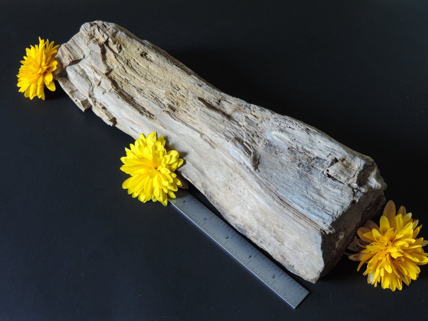 Petrified wood is often viewed as a sacred representation of humankind's connection to the universe because it was once a living object that has gone through a dramatic transformation.