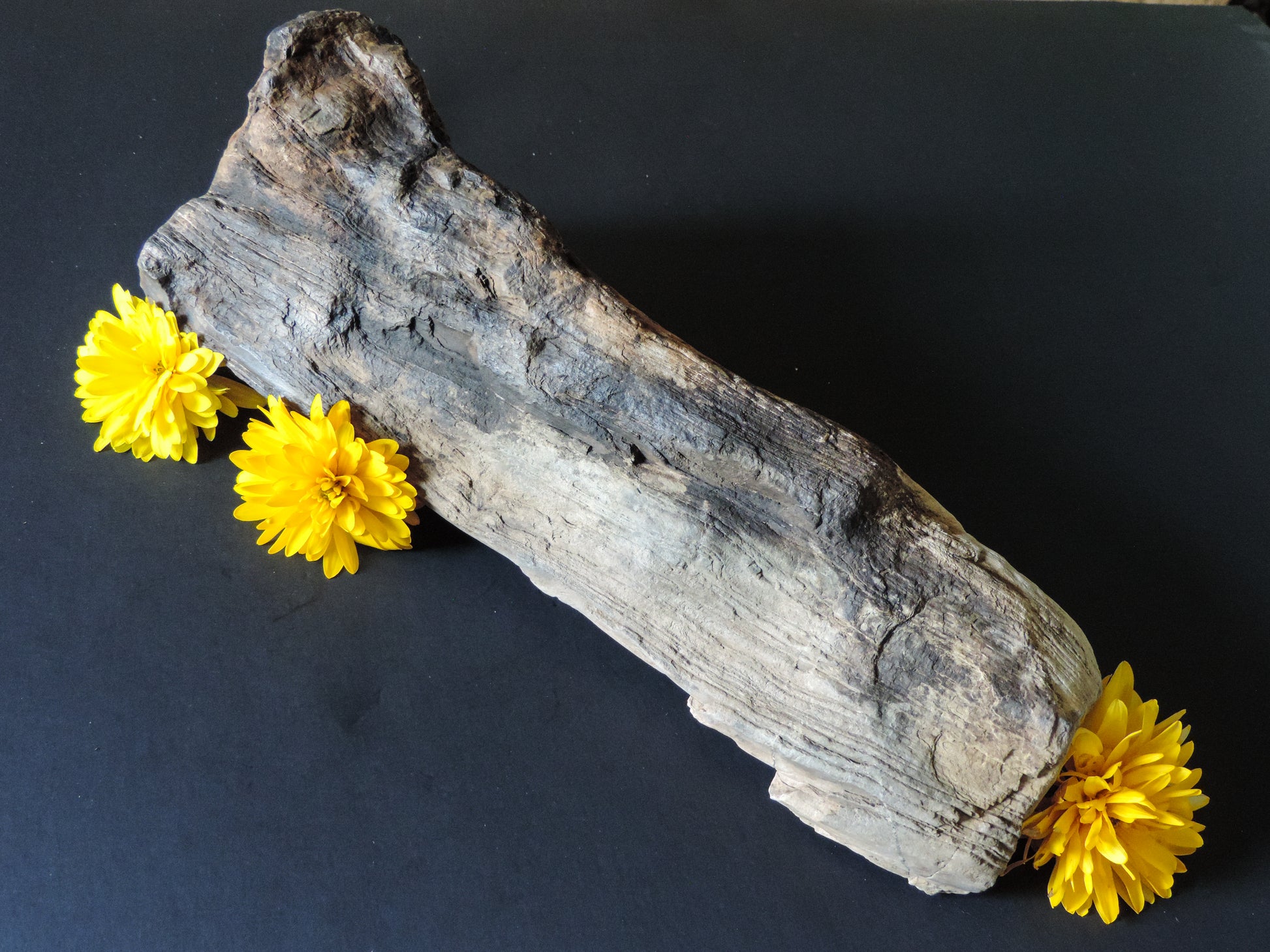 Along with the sheer wonder and beauty, petrified wood has been used in ancient and present day civilizations for stabilizing the body’s defenses, promoting balance and calmness and allowing the body to heal in a relaxed, de-stressed environment. 