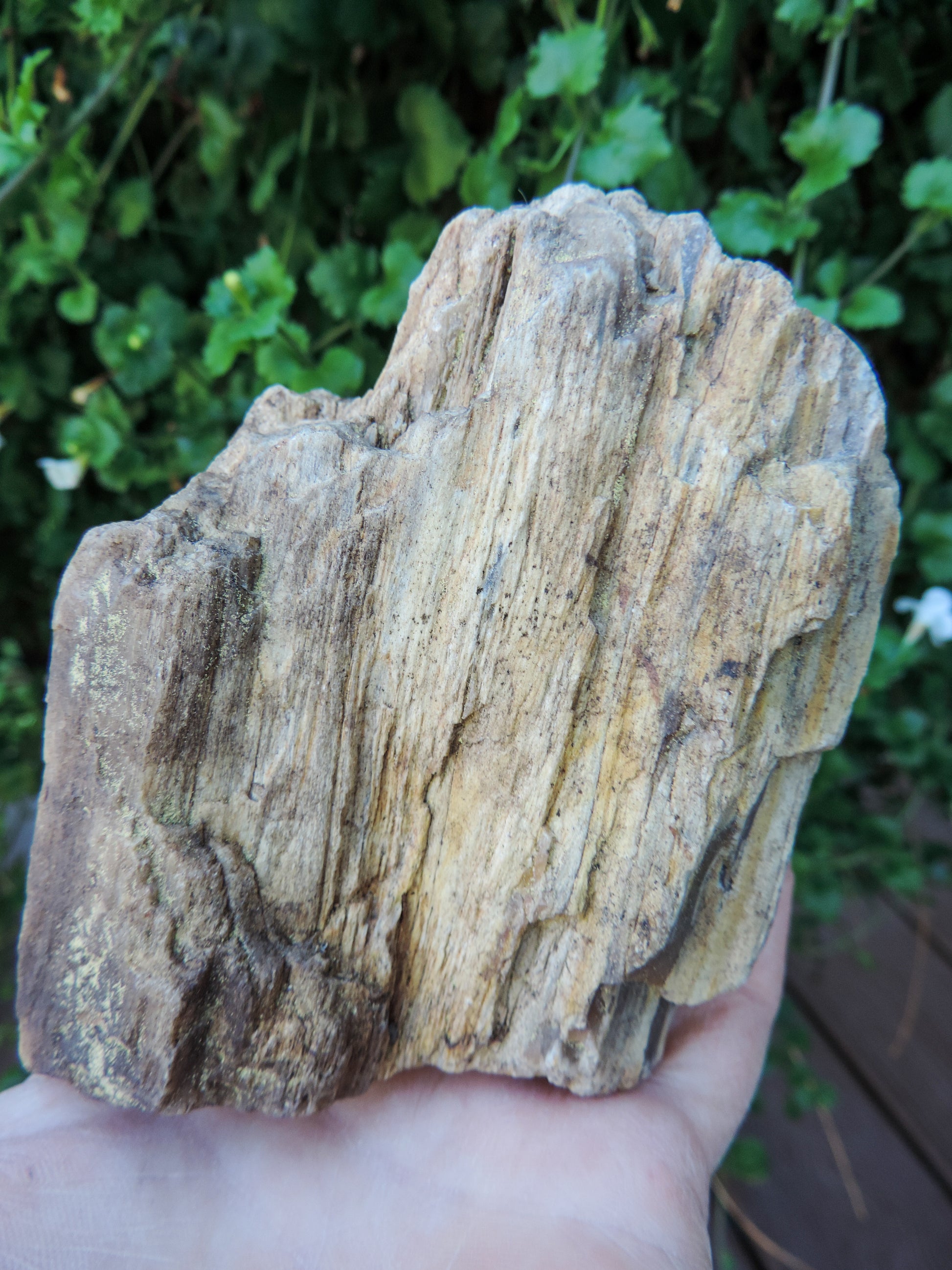 Agatized Wood, Petrified Wood, Mineral Specimens, Rock Specimens, Lapidary Stones, Lapidary Material, Alter Stones, Stones for Decorating, Decorative Stones, Semi-precious Stones, Semi-precious Gemstones, Rock Collector Specimens, Opalized Wood, Natural Stones, Grounding Stones, Transformational Stones, Protective Stones, Centering Stones  