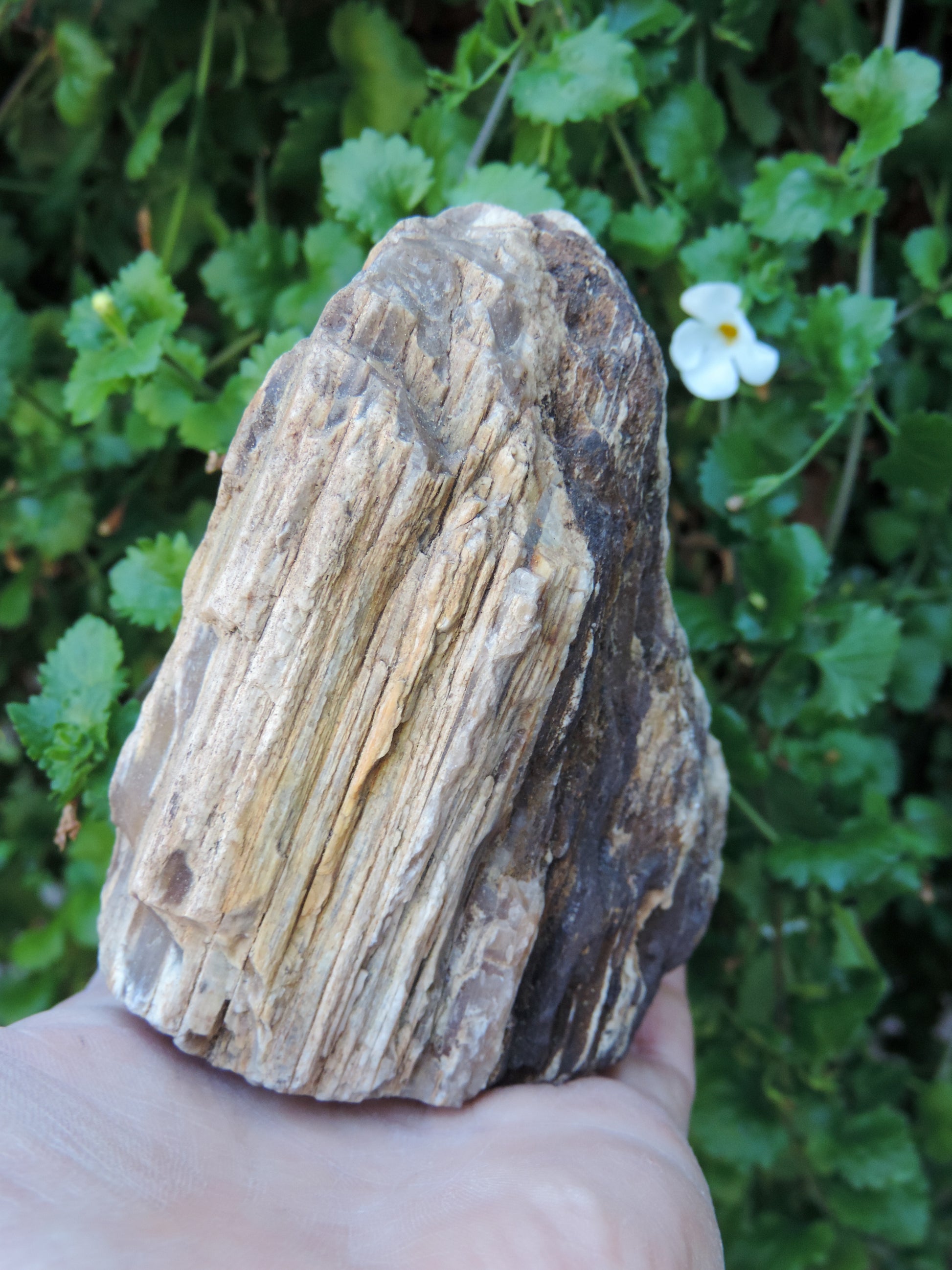 Created millions of years ago, petrified and agatized wood is found around the globe in numerous locations.  The stones’ distinctive appearance is determined by different conditions that include the tree species that was buried, the location and type of geological event that buried the trees, 