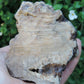 Agatized Wood, Petrified Wood, Mineral Specimens, Rock Specimens, Lapidary Stones, Lapidary Material, Alter Stones, Stones for Decorating, Decorative Stones, Semi-precious Stones, Semi-precious Gemstones, Rock Collector Specimens, Opalized Wood, Natural Stones, Grounding Stones, Transformational Stones, Protective Stones, Centering Stones  