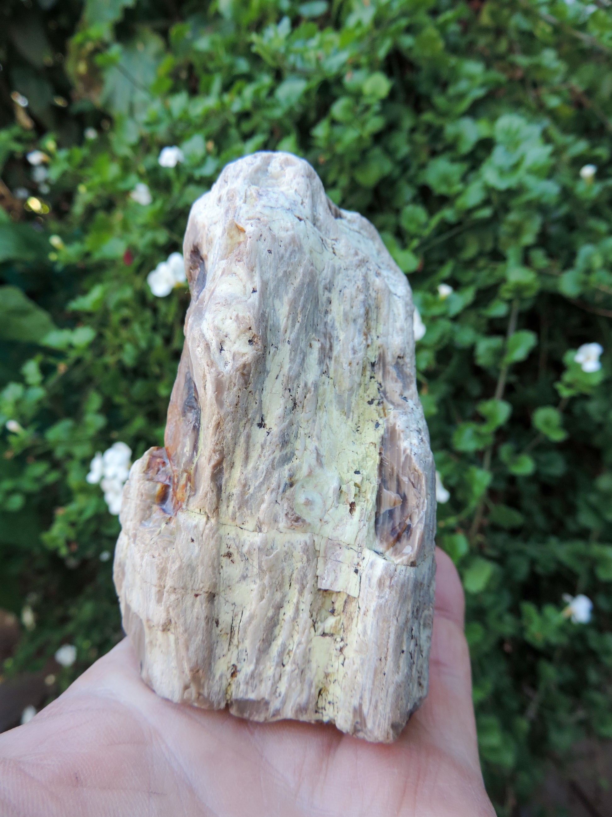 Petrified wood is often viewed as a sacred representation of humankind's connection to the universe because it was once a living object that has gone through a dramatic transformation