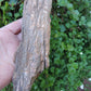 Created millions of years ago, petrified and agatized wood is found around the globe in numerous locations.  The stones’ distinctive appearance is determined by different conditions that include the tree species that was buried, the location and type of geological event that buried the trees,