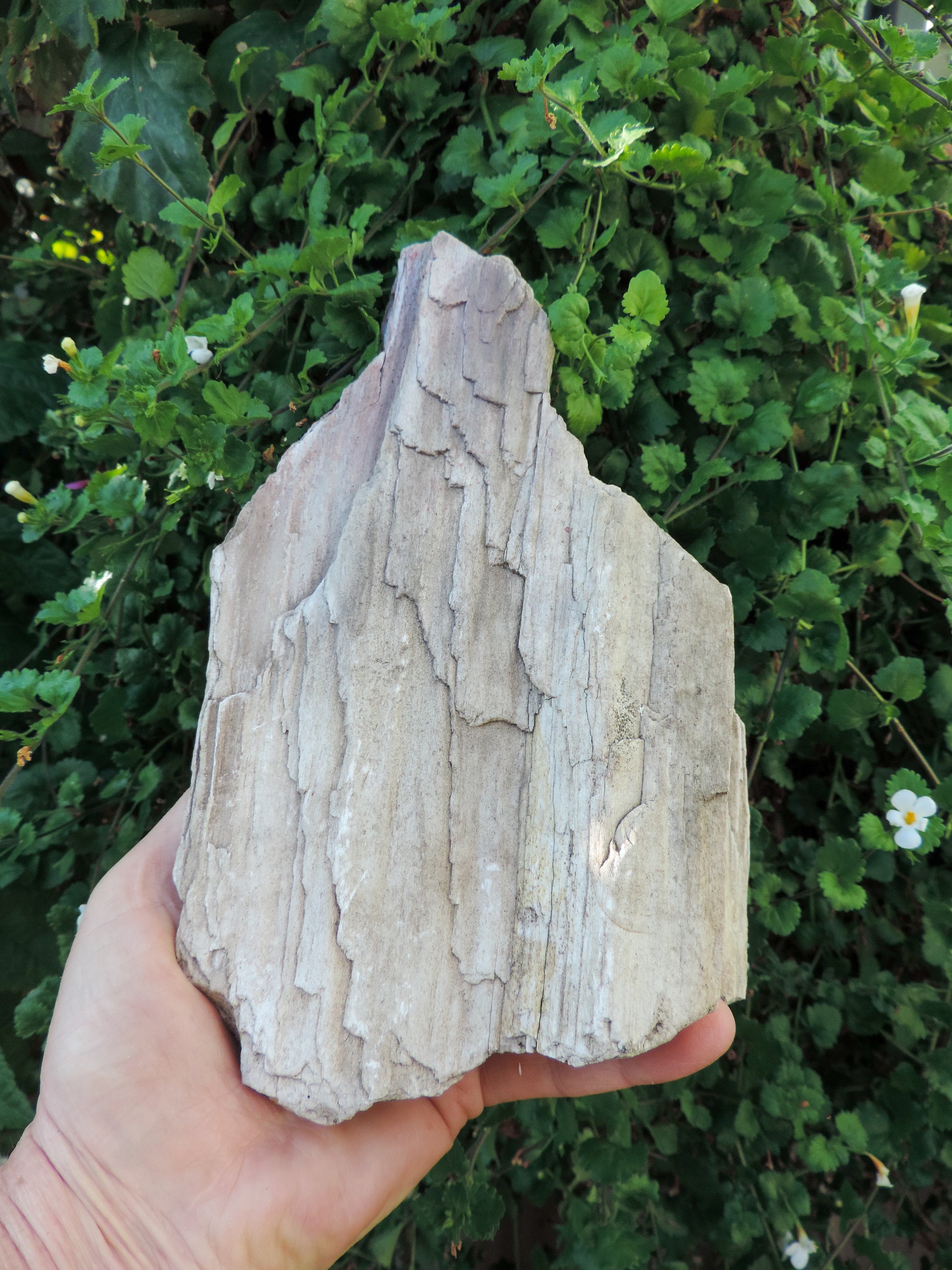 Brought to you from the mountains of Montana, this treasured specimen represents amazing geological transformations and the wondrous beauty of Mother Earth.