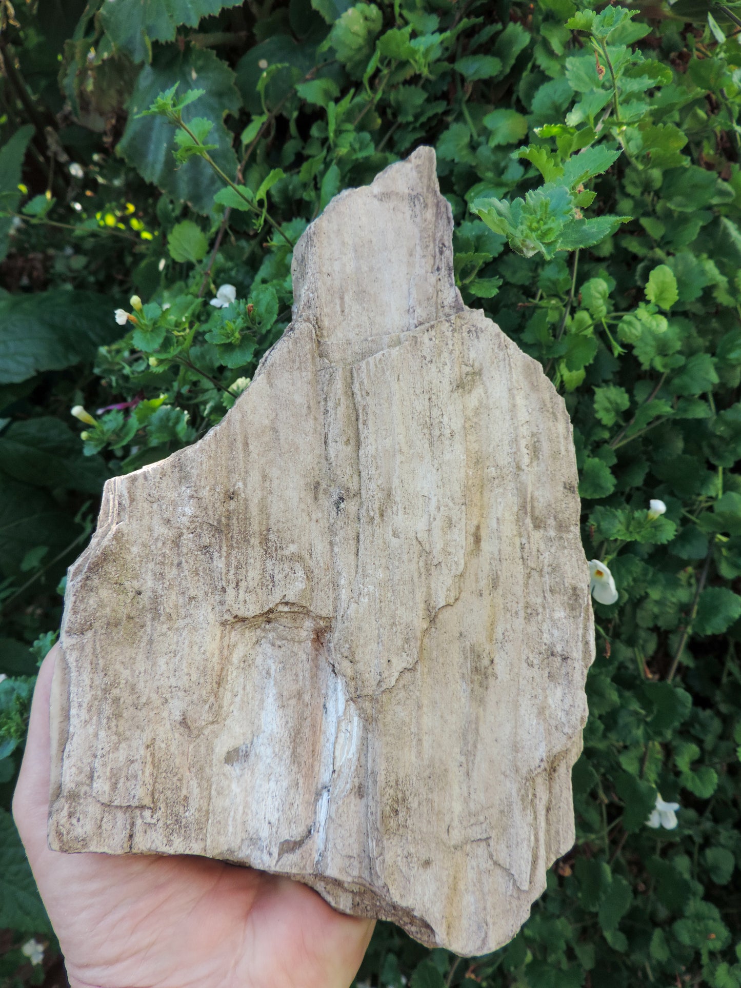 Created millions of years ago, petrified and agatized wood is found around the globe in numerous locations.  The stones’ distinctive appearance is determined by different conditions that include the tree species that was buried, the location and type of geological event that buried the trees, 