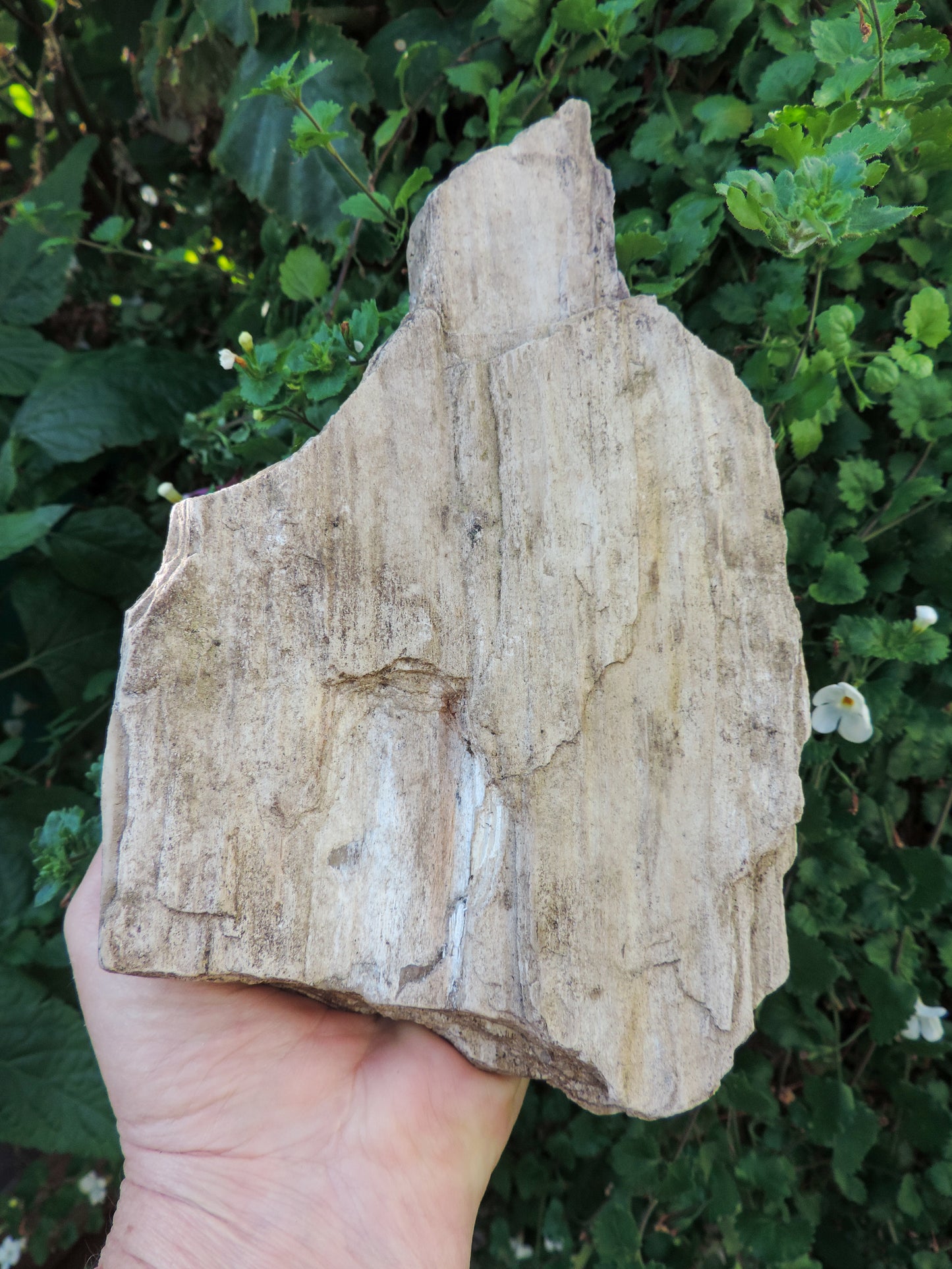 Petrified wood is often viewed as a sacred representation of humankind's connection to the universe because it was once a living object that has gone through a dramatic transformation.