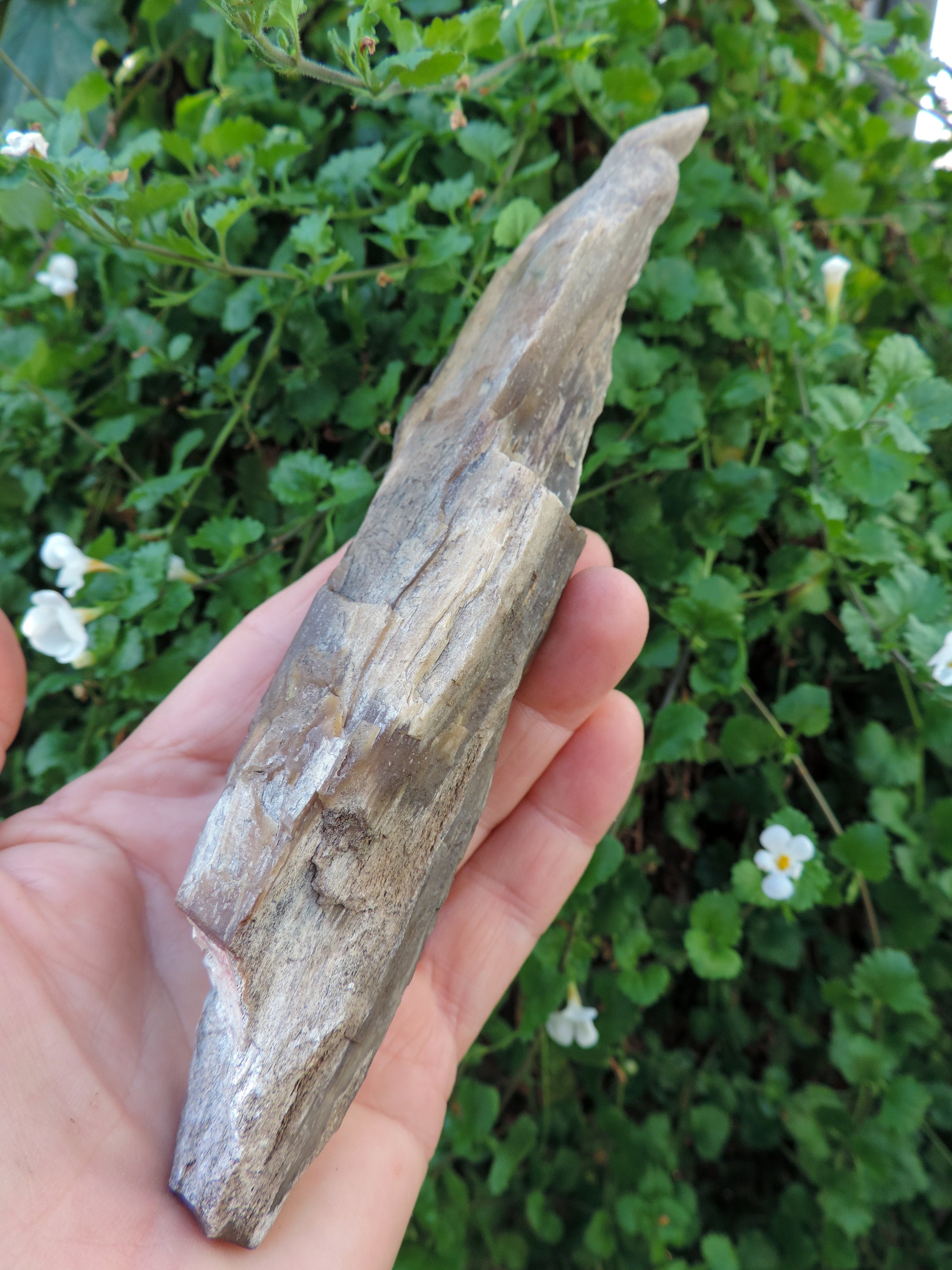 Created millions of years ago, petrified and agatized wood is found around the globe in numerous locations.  The stones’ distinctive appearance is determined by different conditions that include the tree species that was buried, the location and type of geological event that buried the trees, 